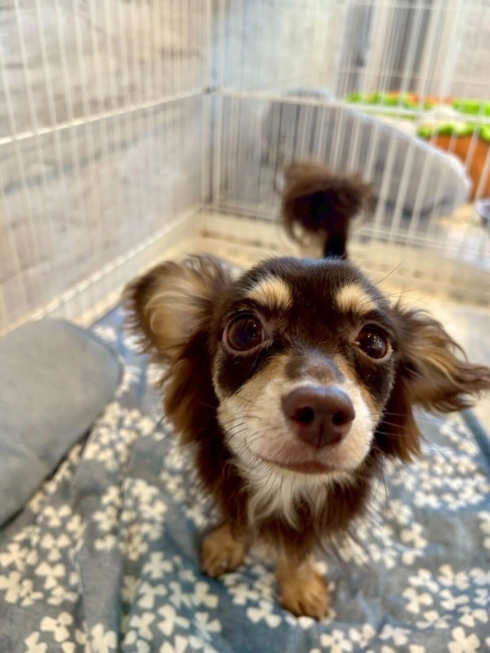 カモミールの画像1