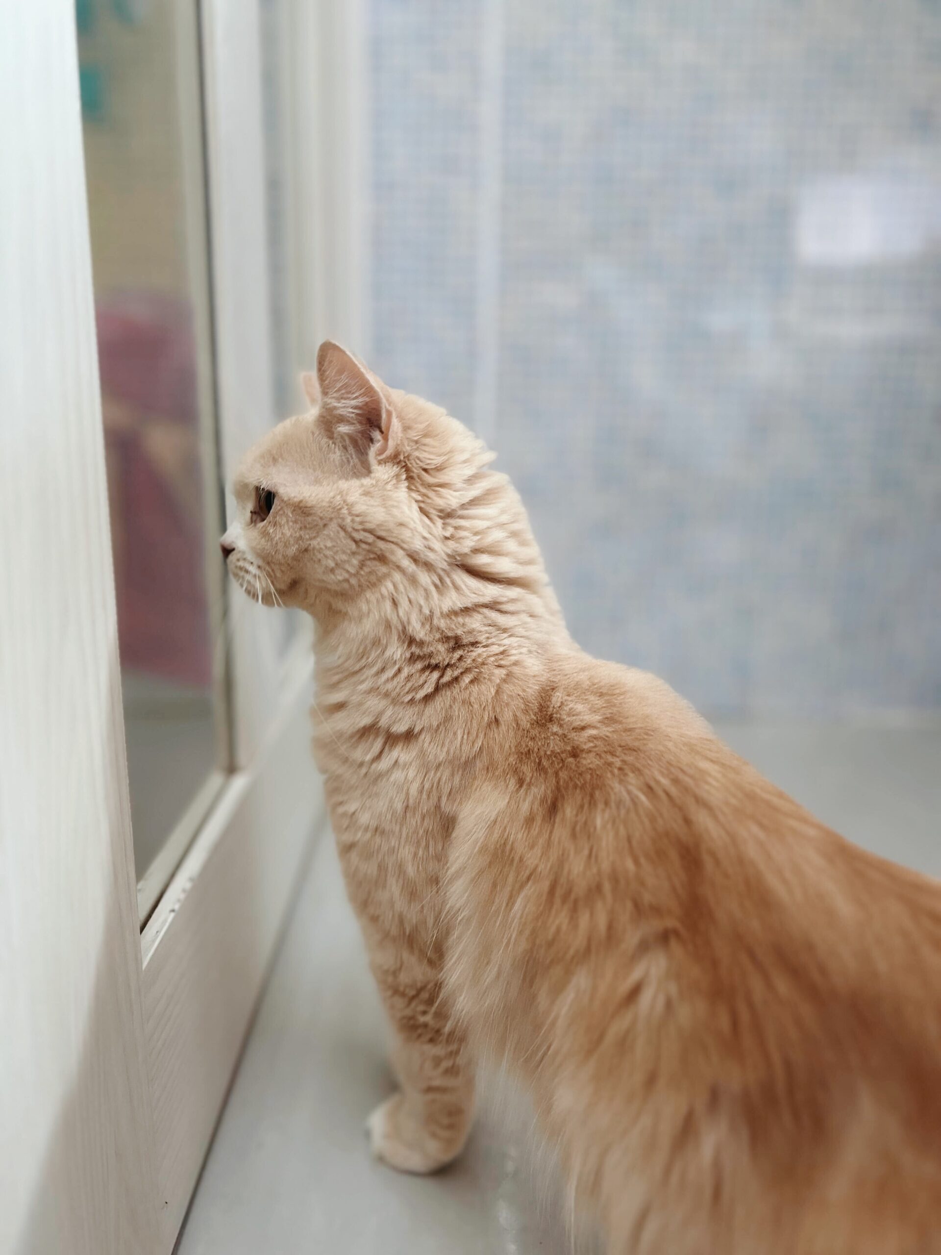 バーリーの画像3