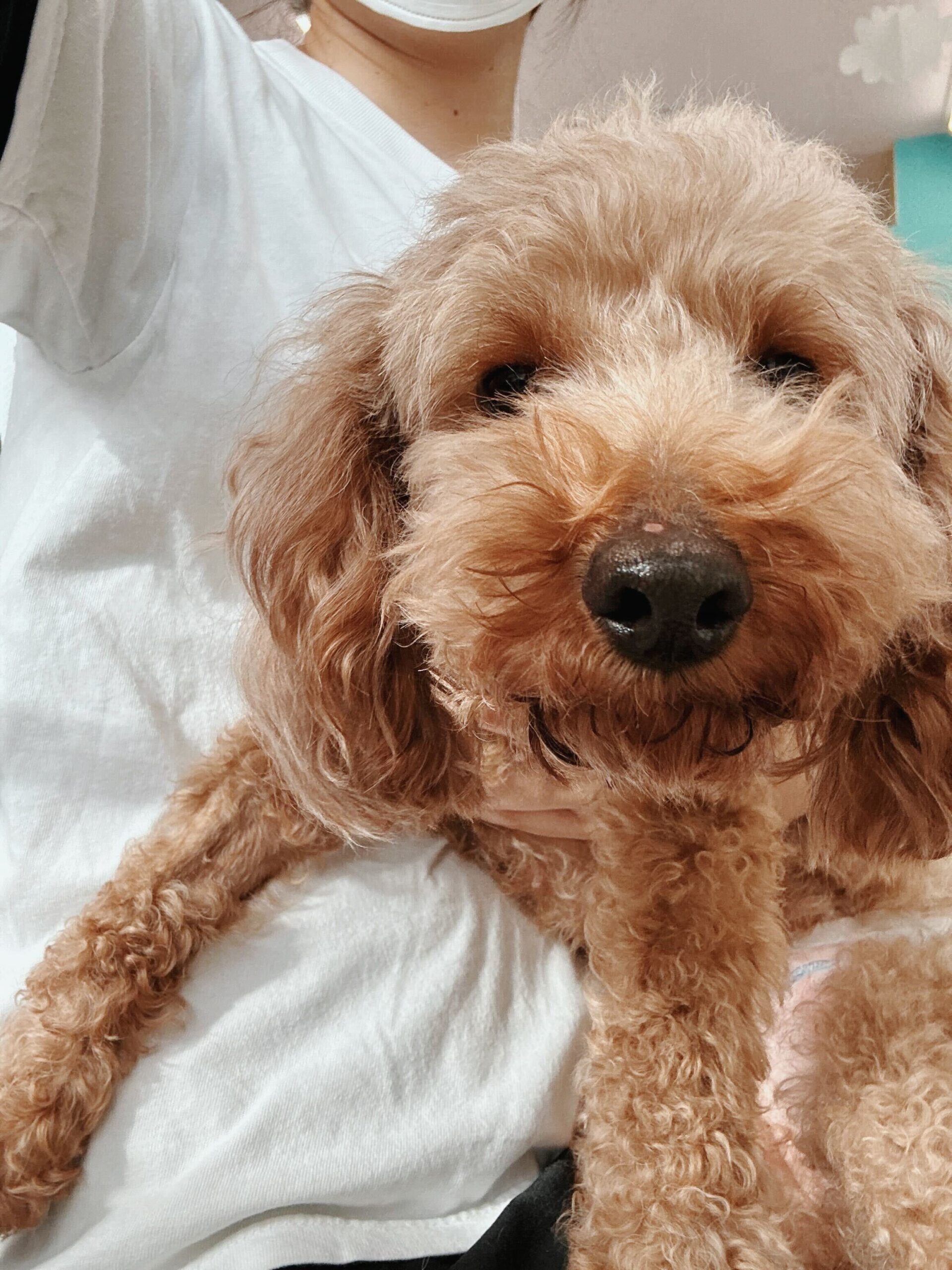 オットーの画像1