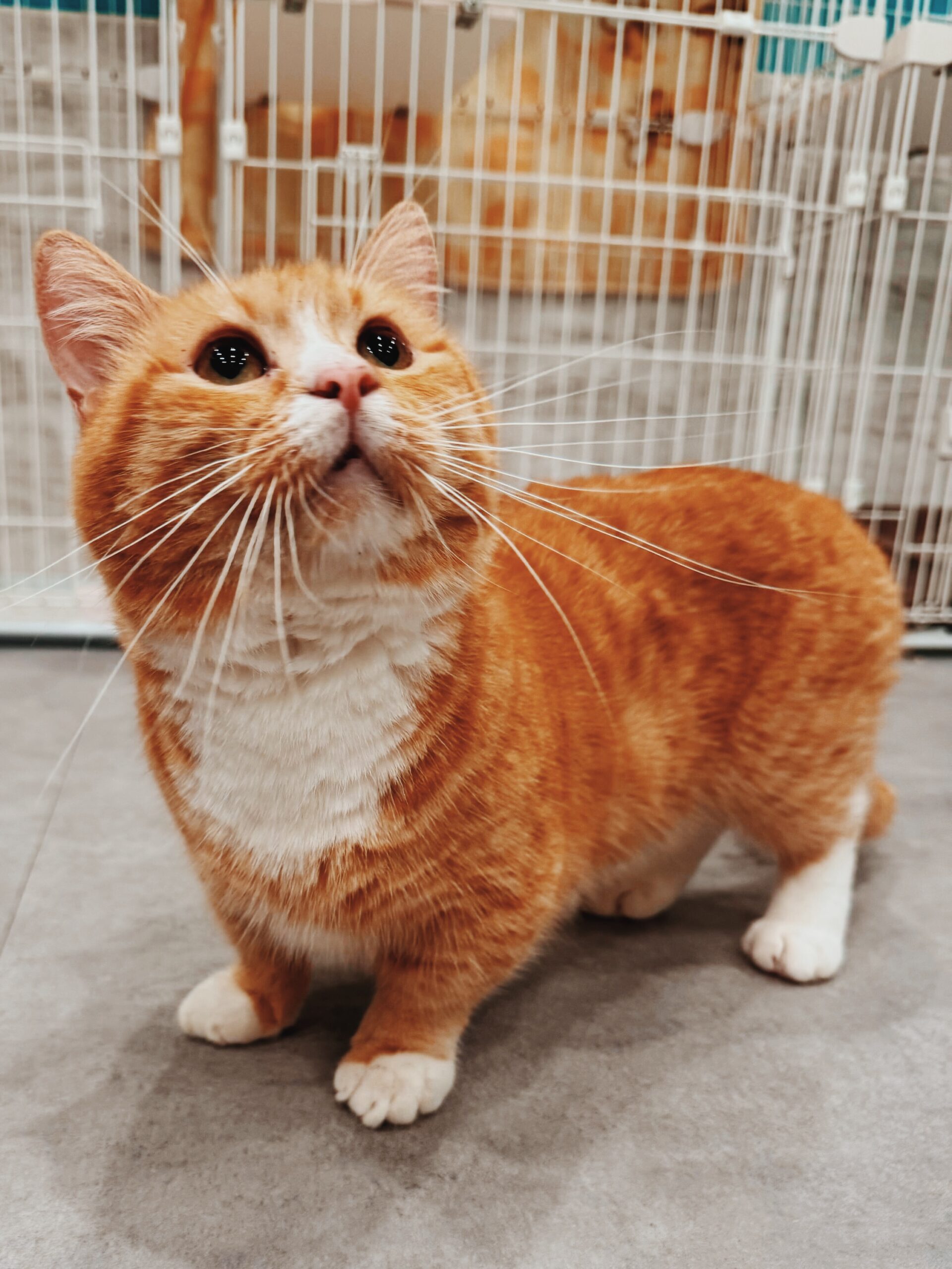 ボールドの画像3