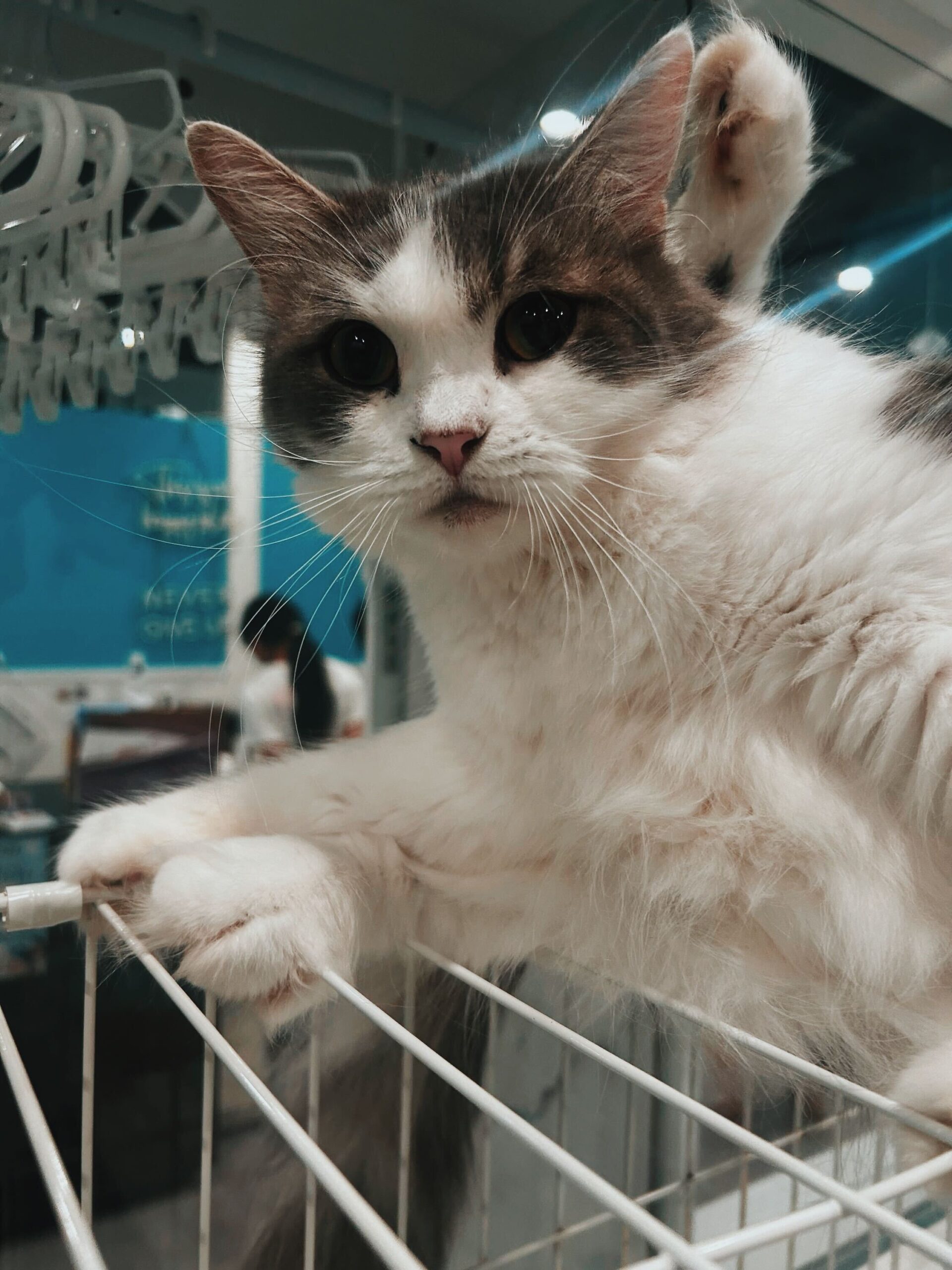 キャンメイクの画像2