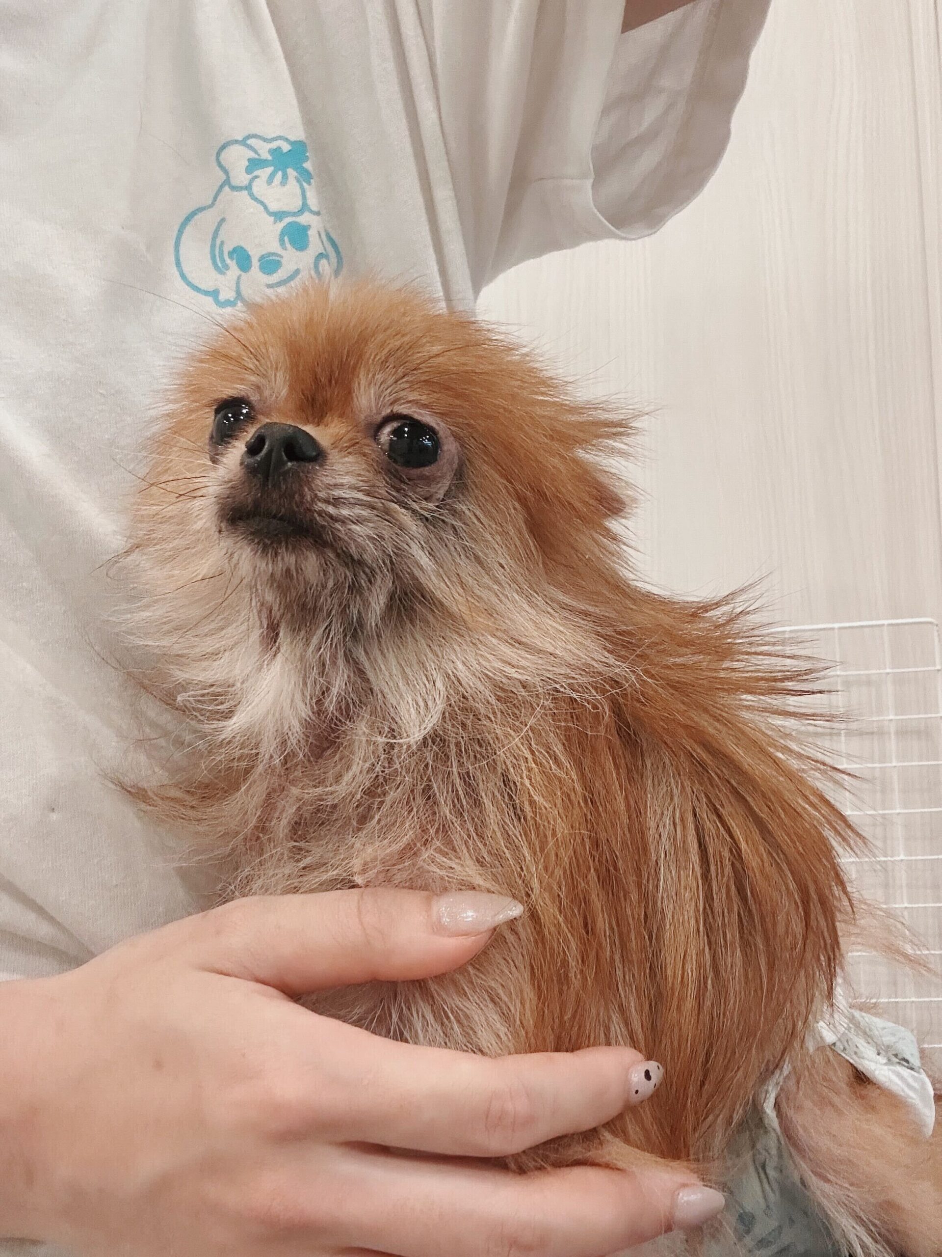 ストラットンの画像1