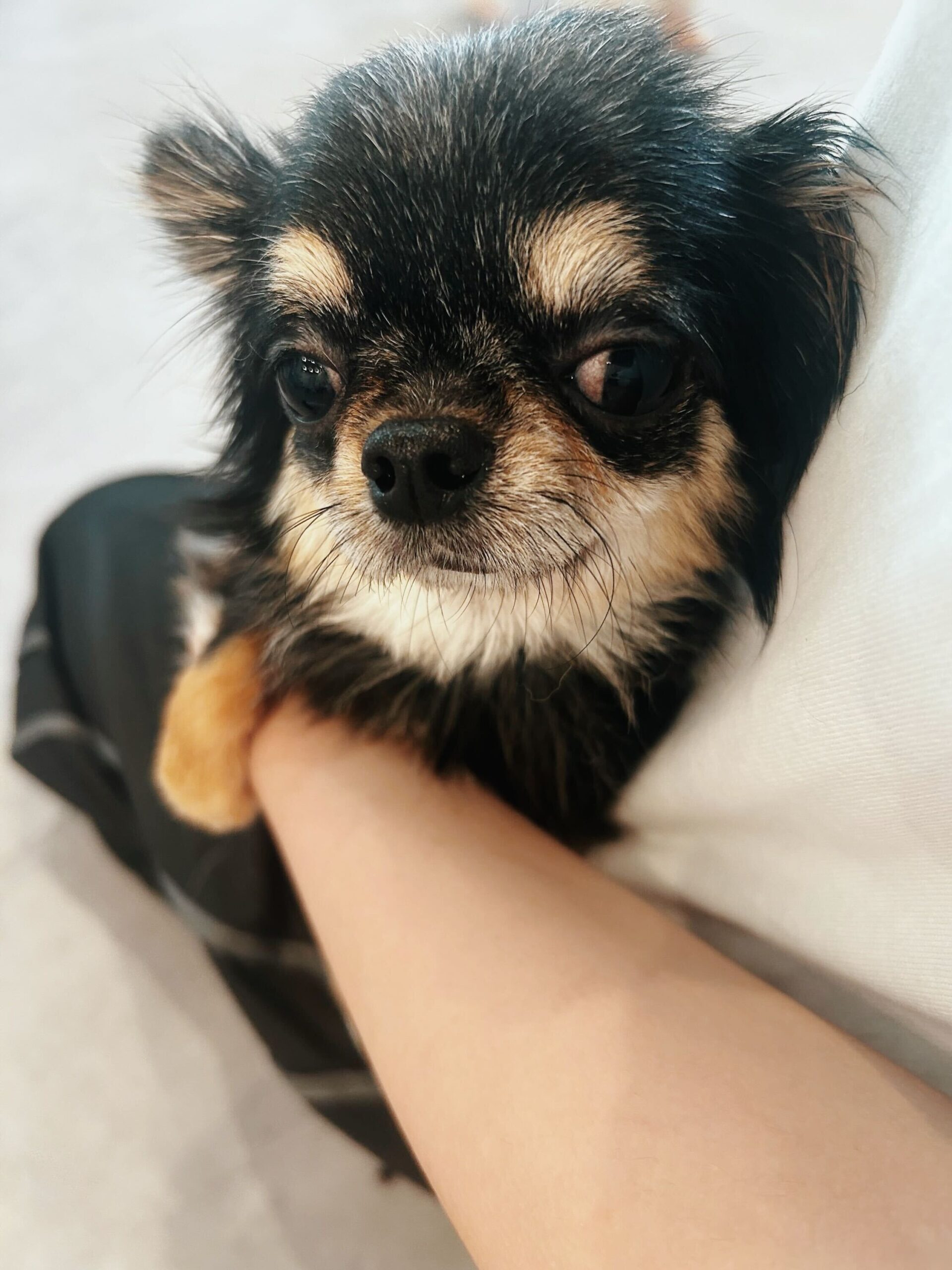 スチュワートの画像1