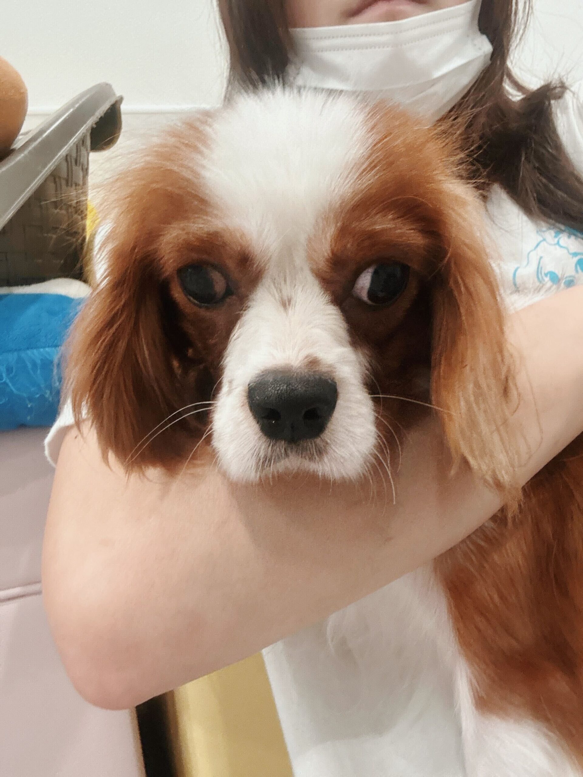 ブルーノの画像1