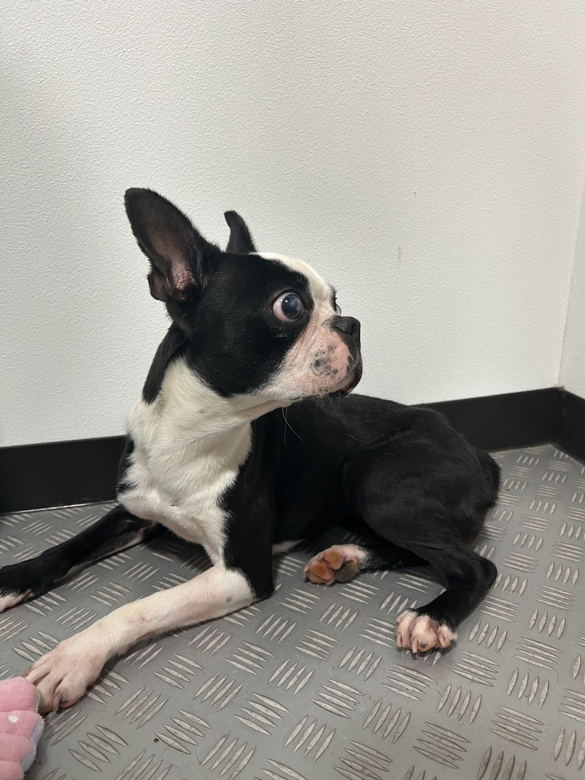 ラベンダーの画像2