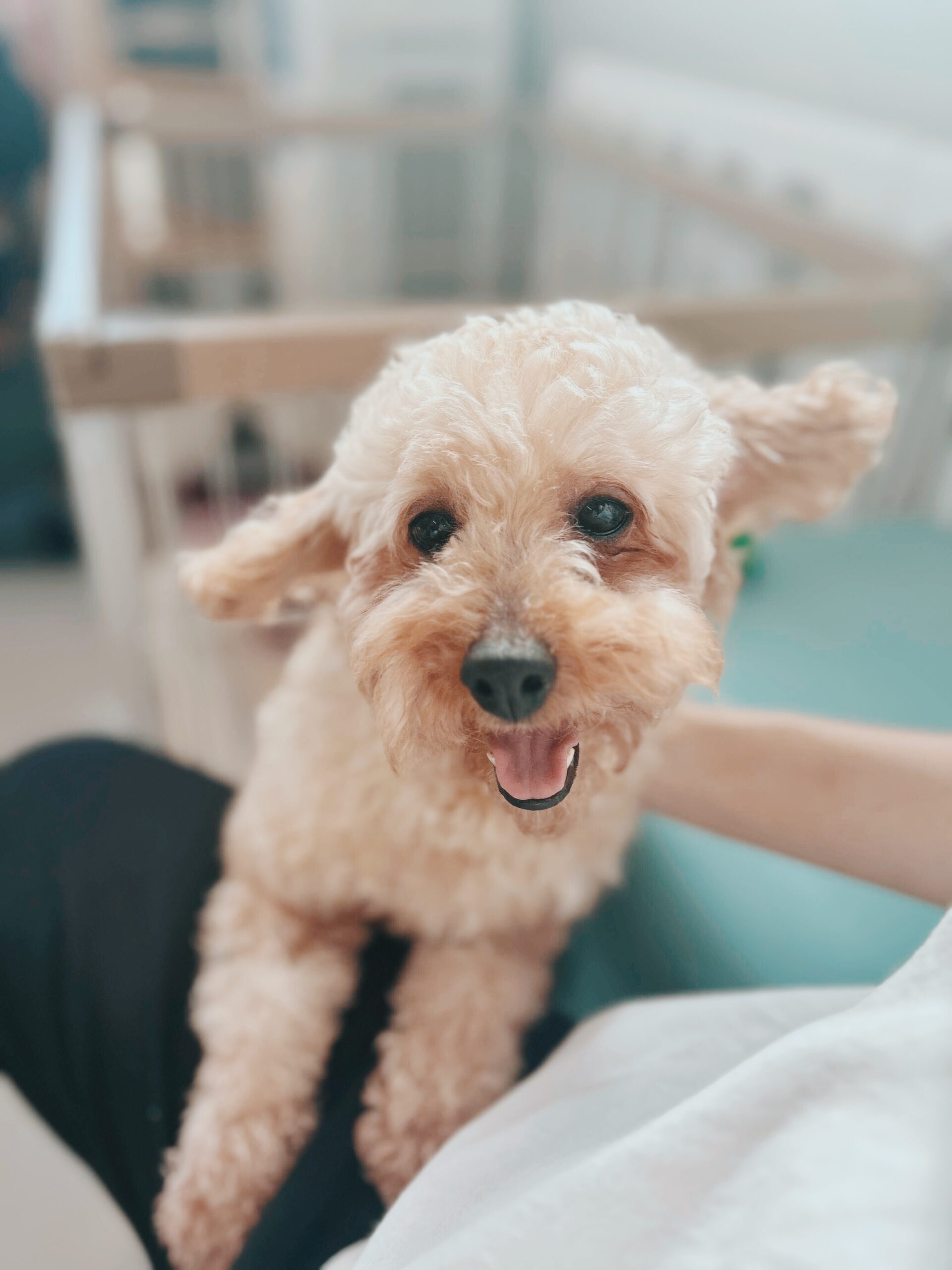 ダーシーの画像1