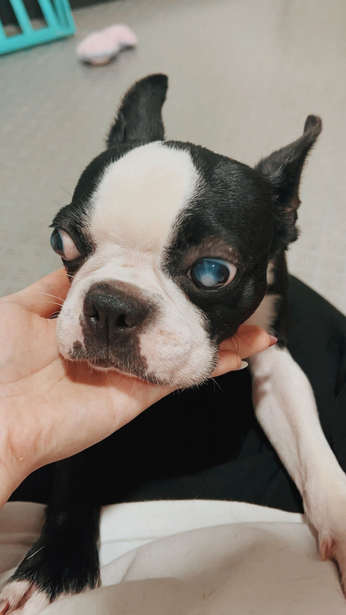 ラベンダーの画像3