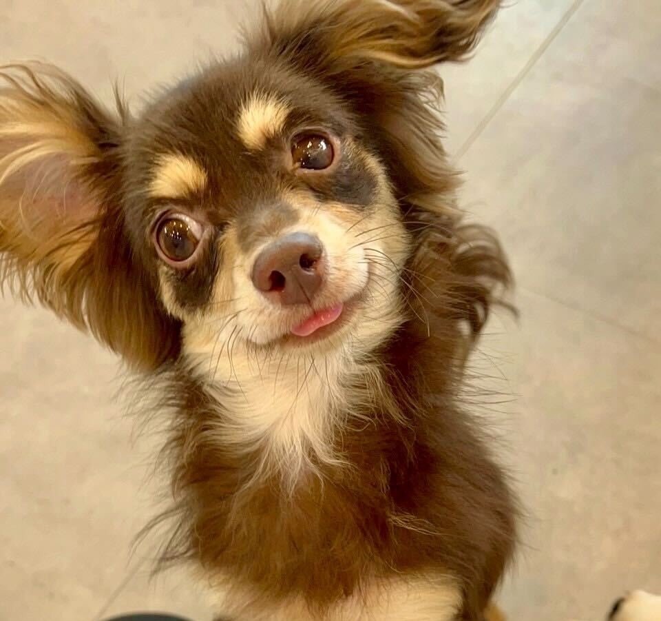 カモミールの画像3