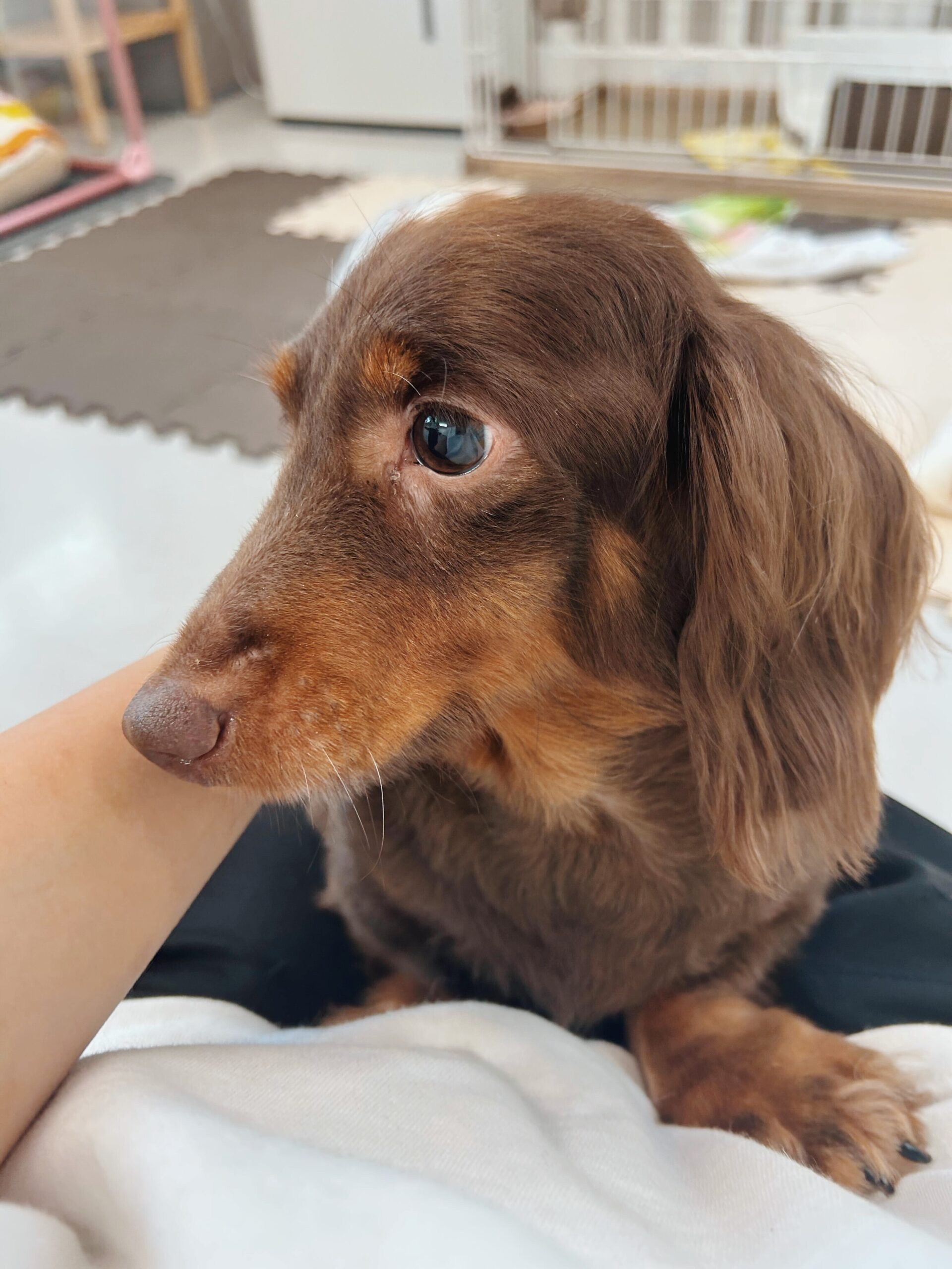 ポリンキーの画像3