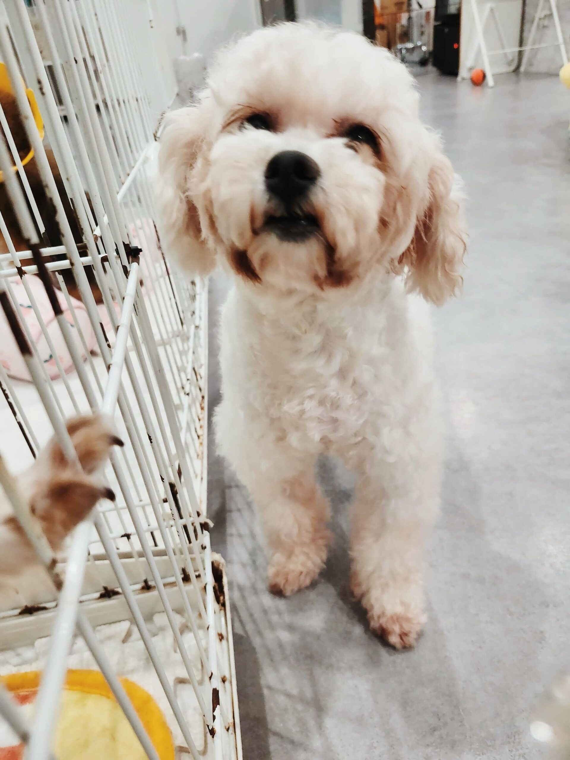 クレイトンの画像2