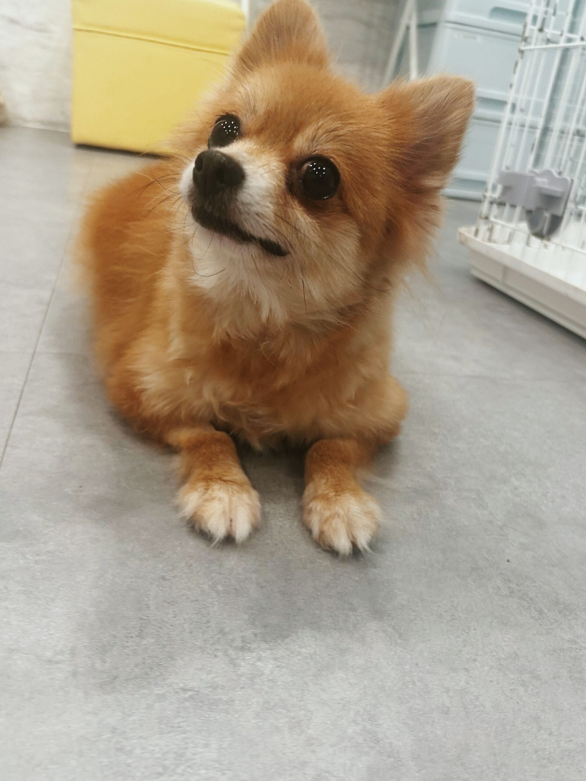 すっぱムーチョの画像2