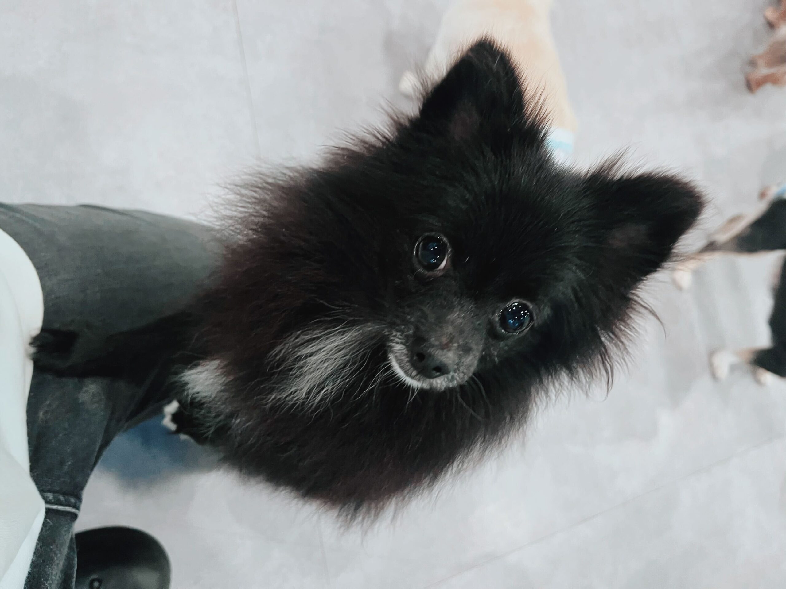 バターカップの画像2