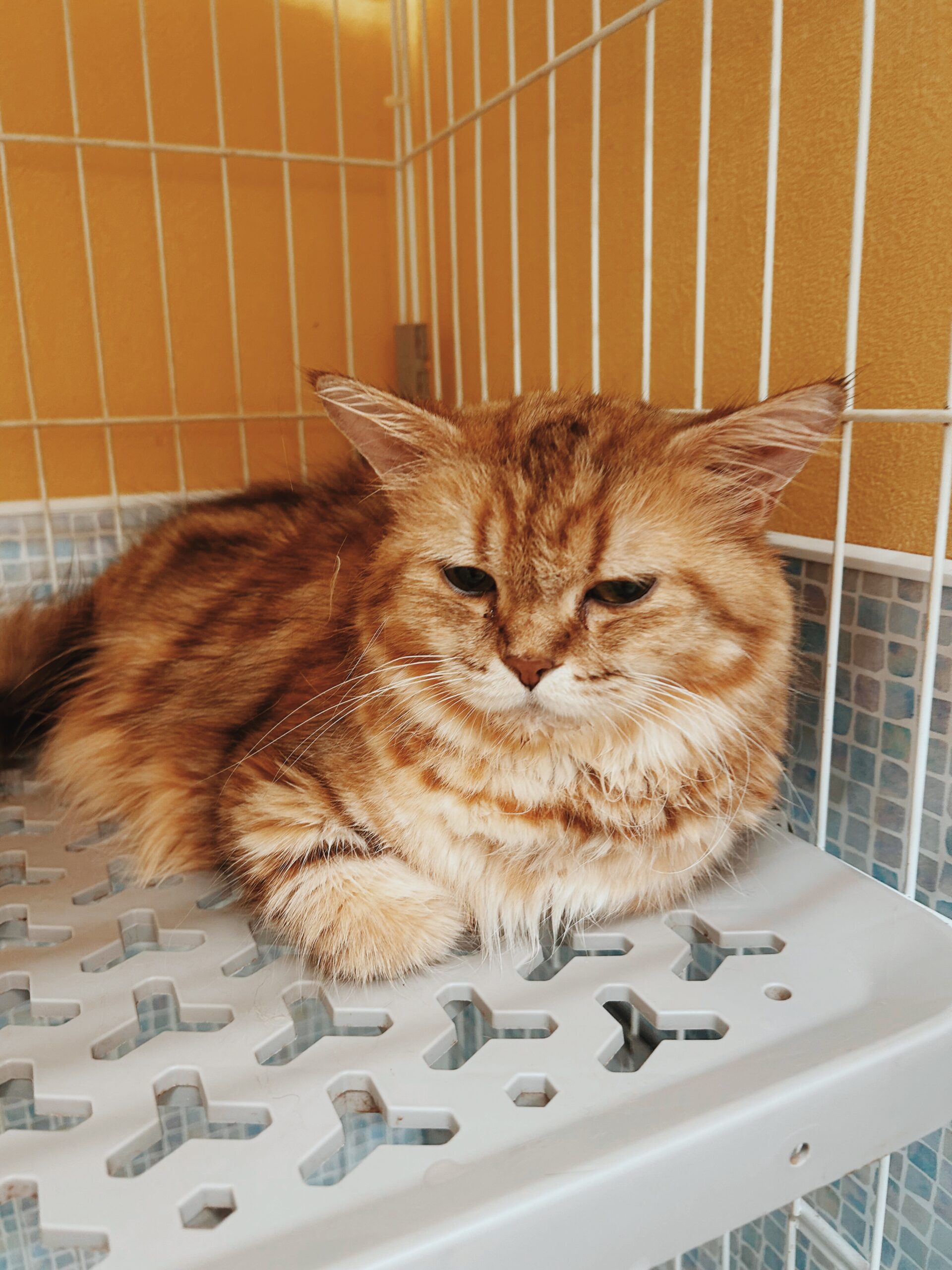 デジャヴュの画像2