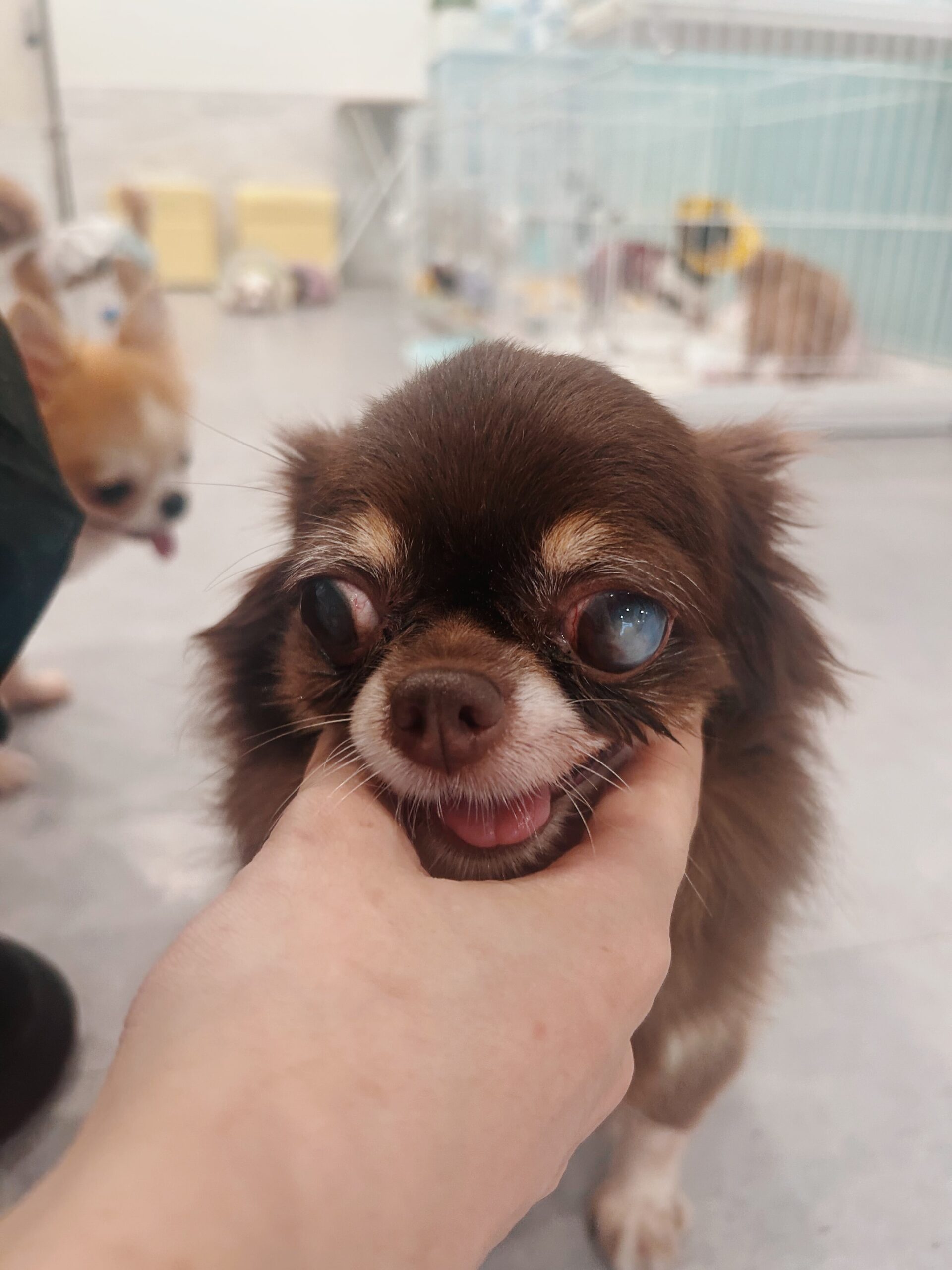 オオタニの画像1