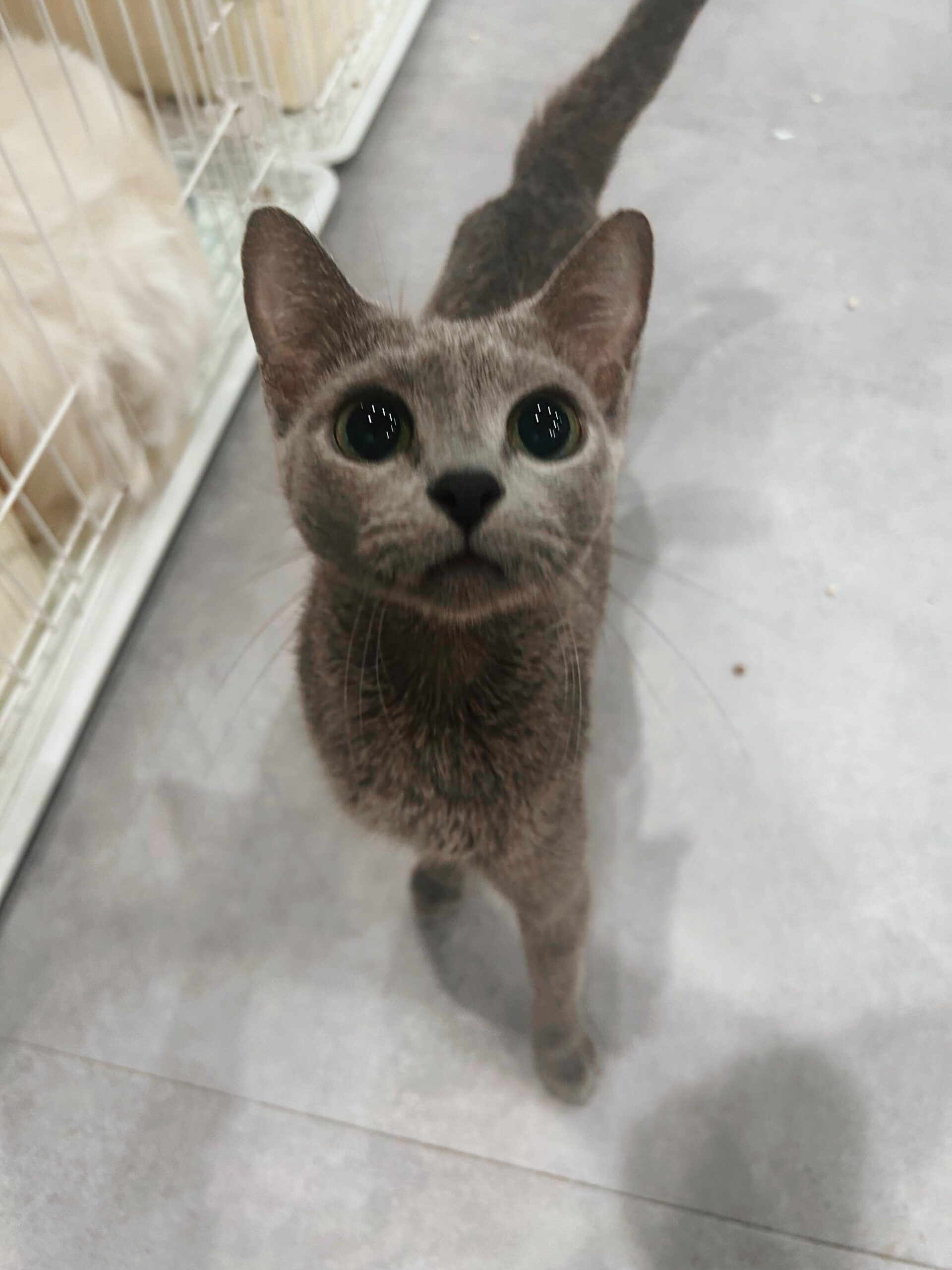 アンブルーの画像2