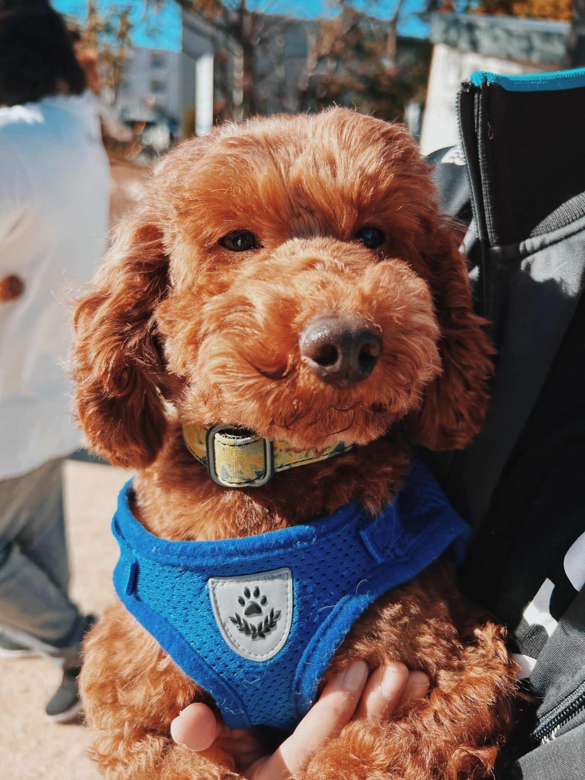 サンディーの画像3