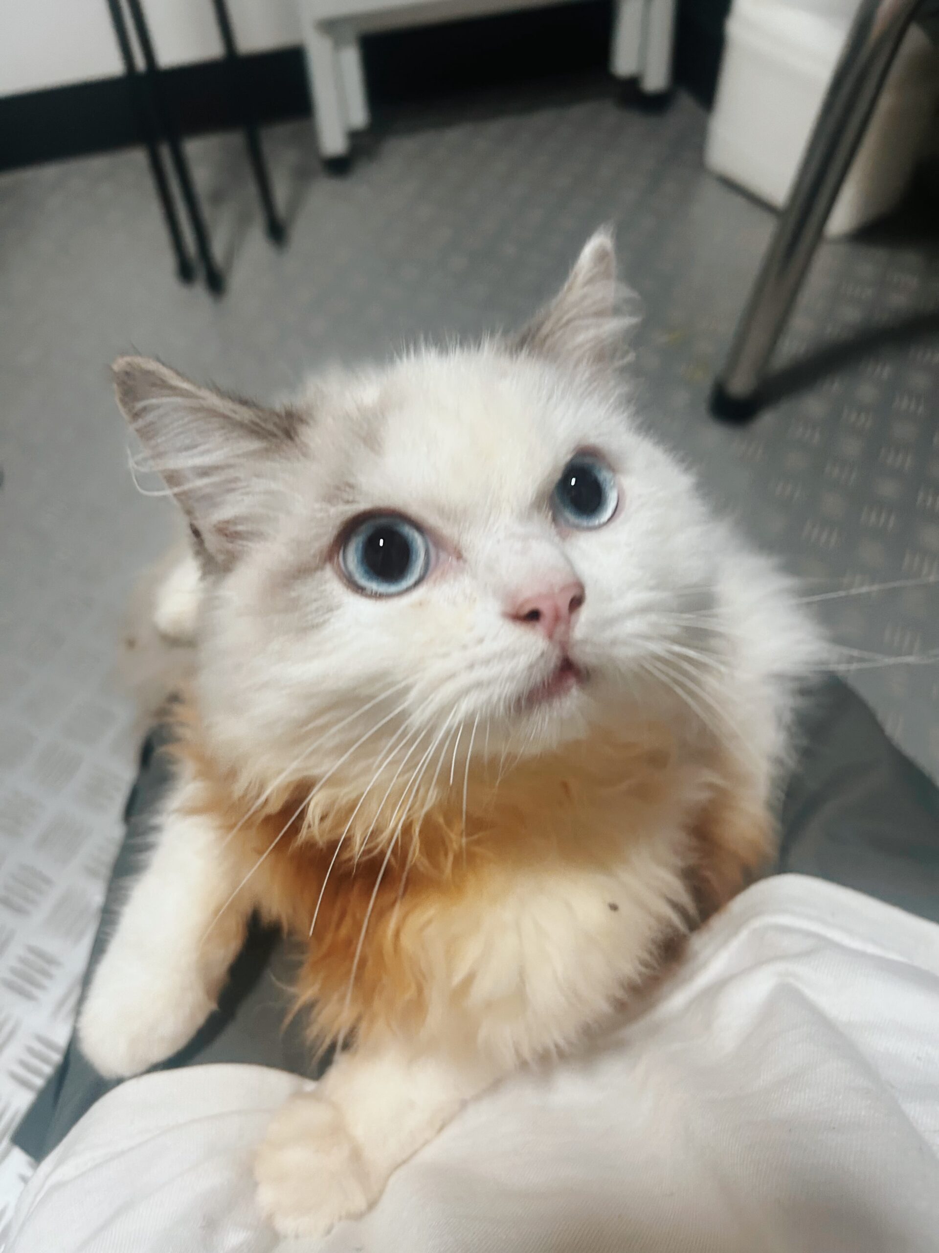 グランディの画像2