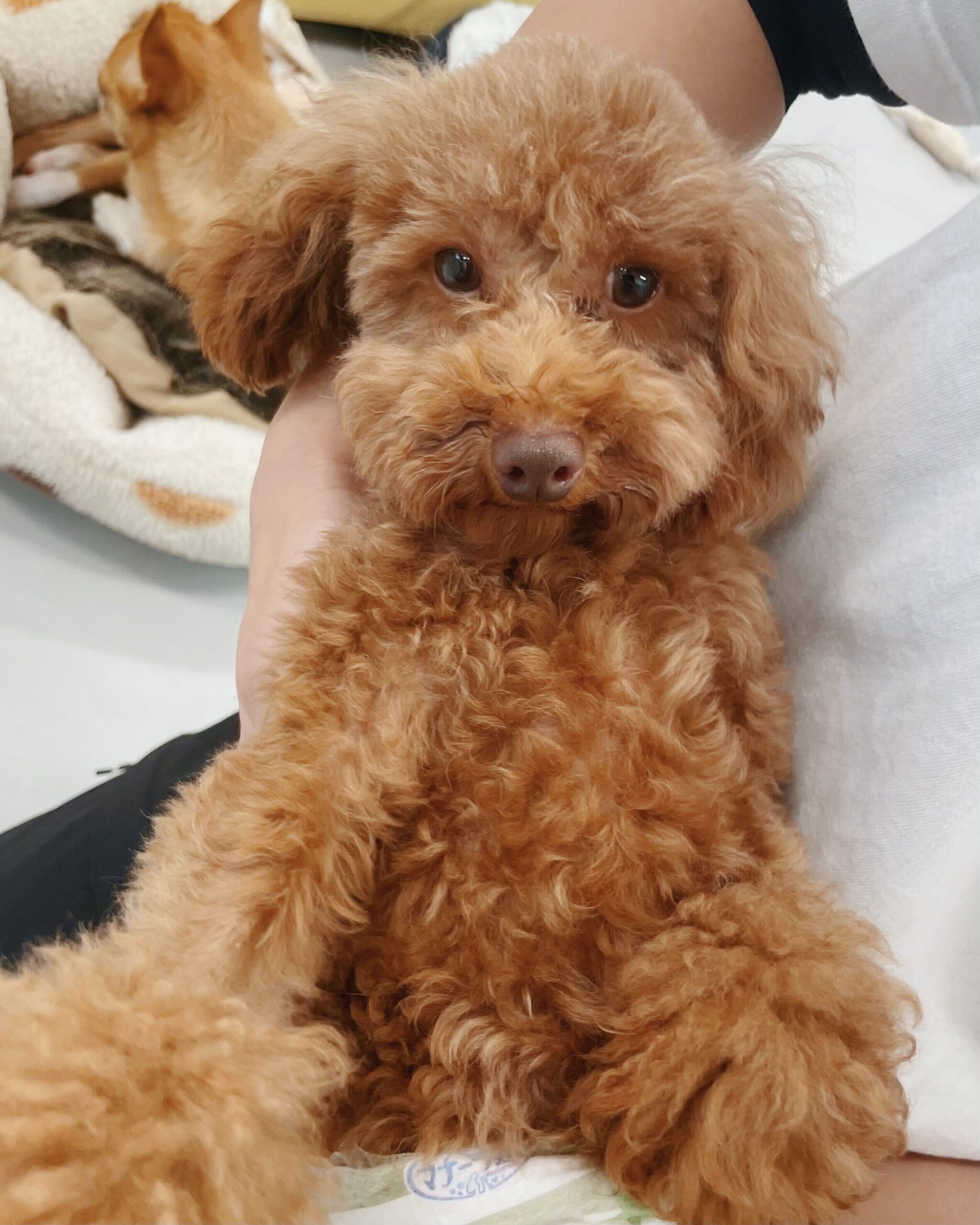 カーリーの画像3