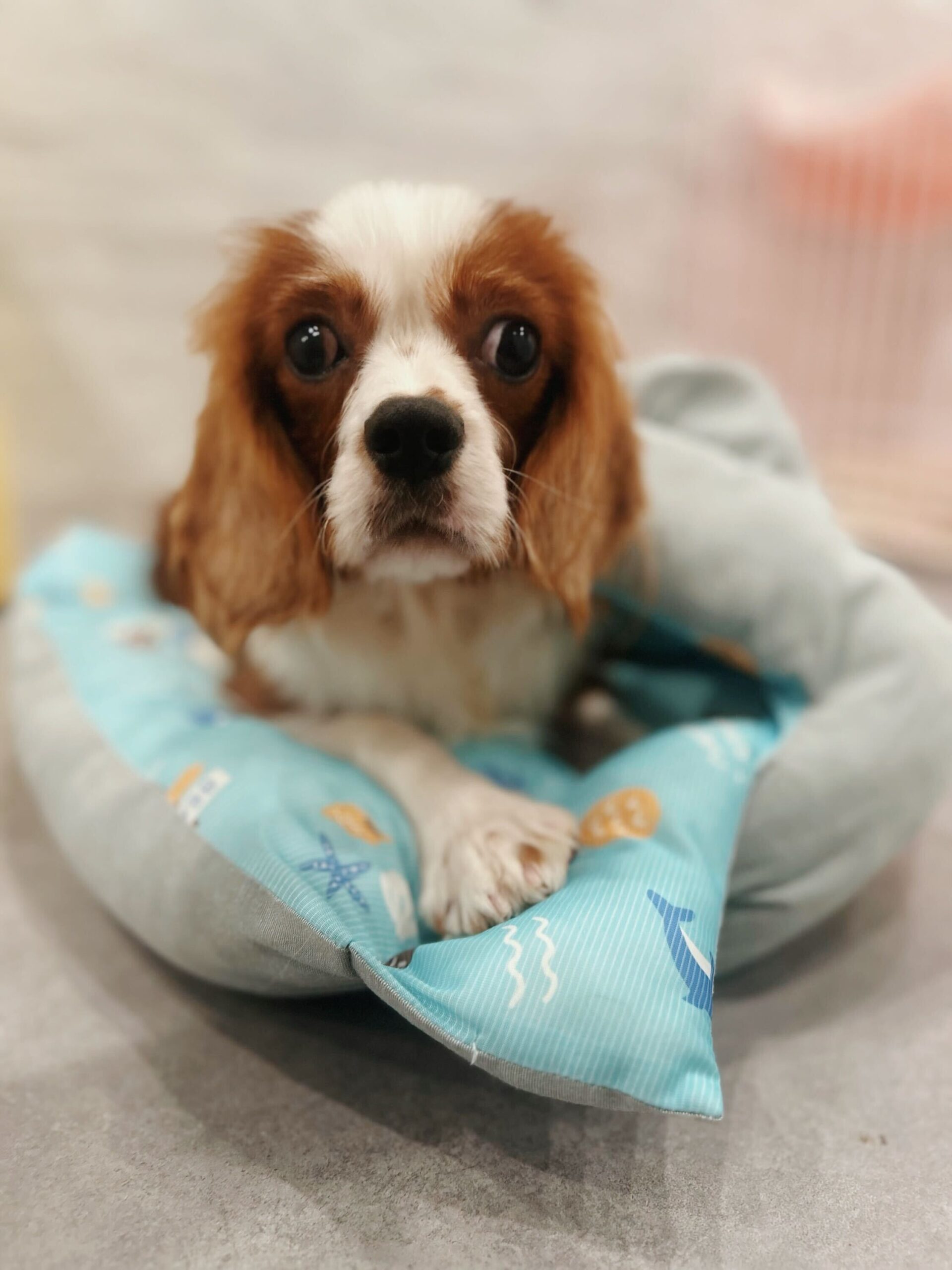 ブルーノの画像3