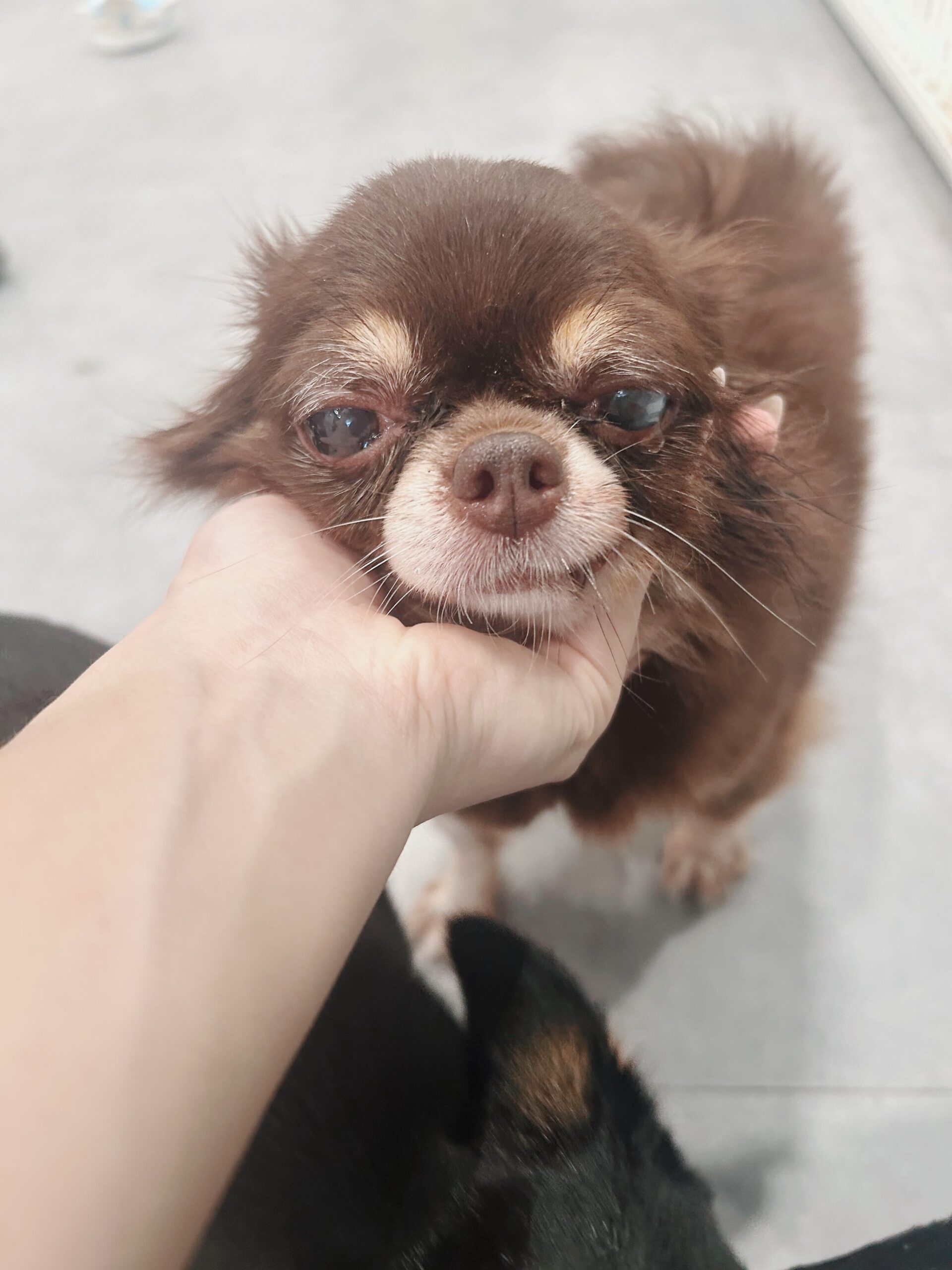 オオタニの画像2