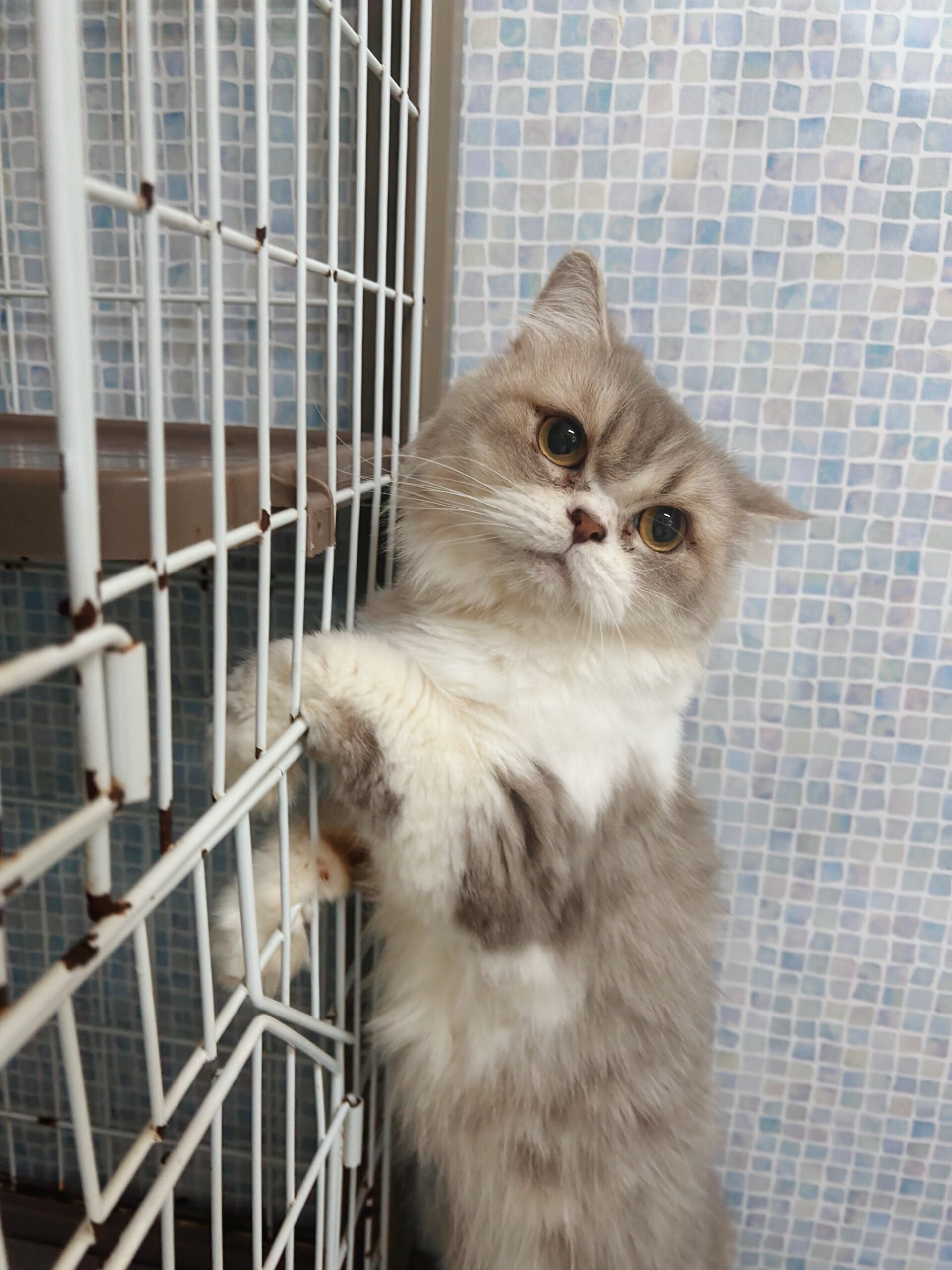 エチュードの画像2