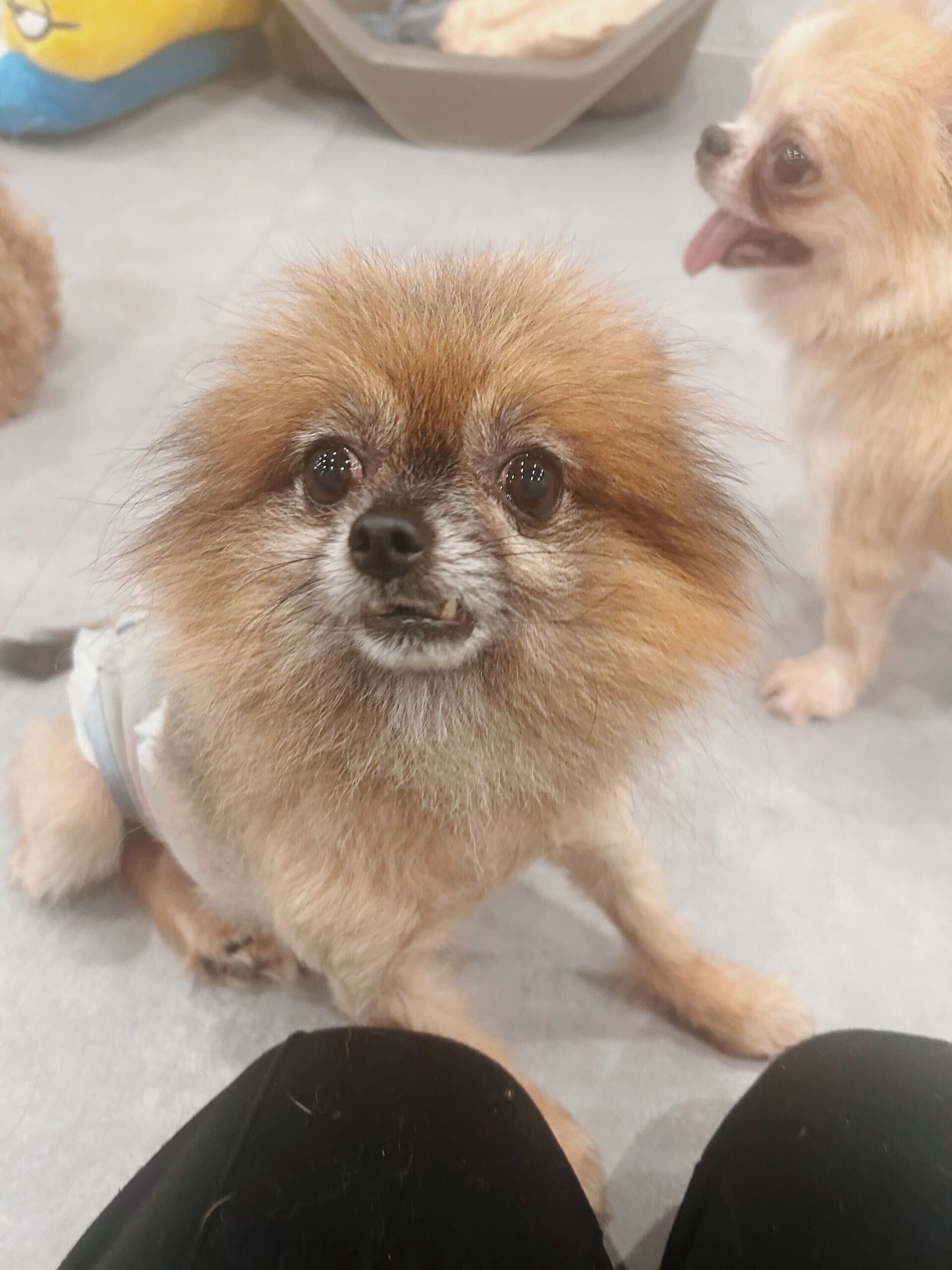 イェイツの画像3