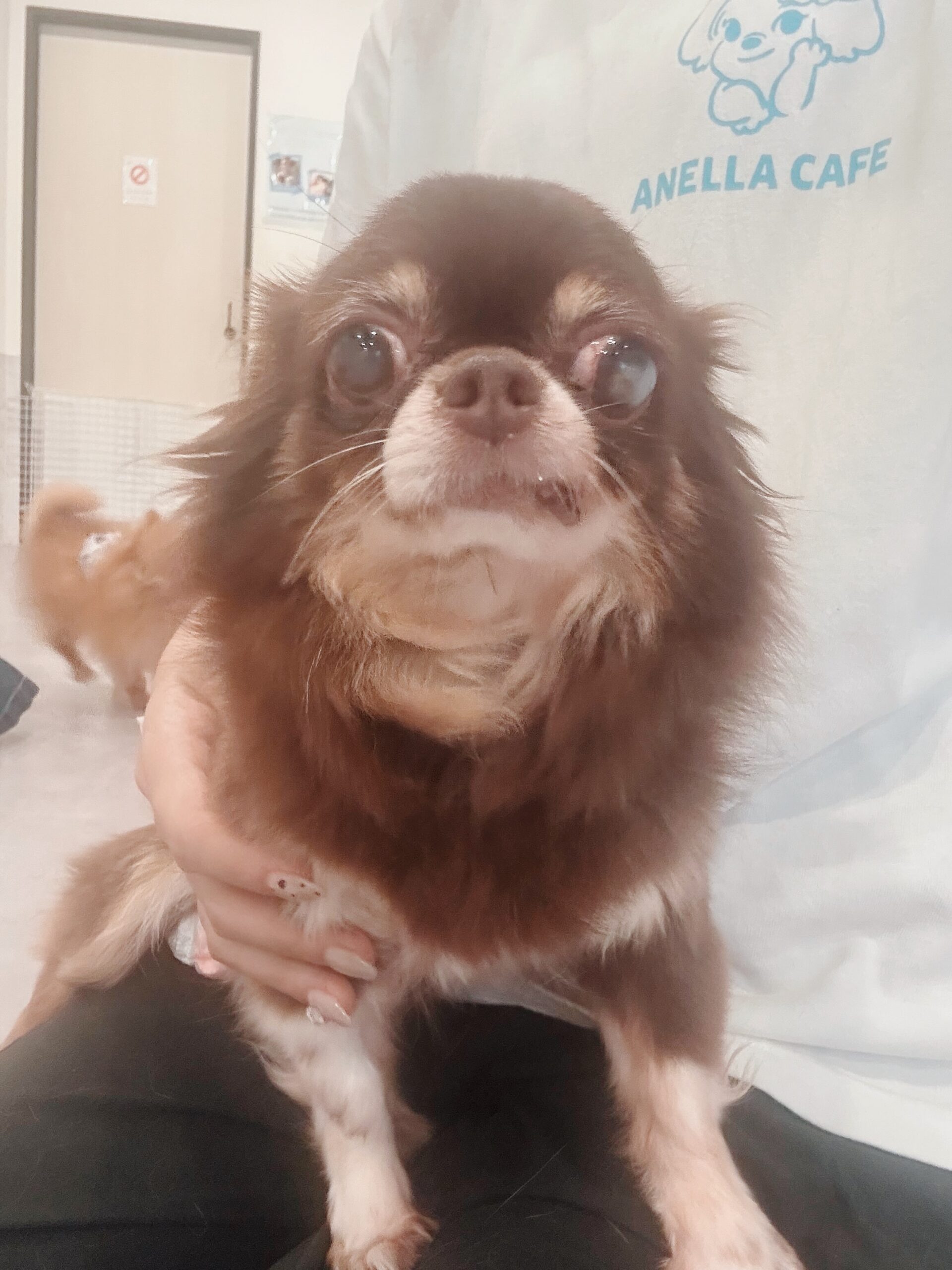 オオタニの画像3