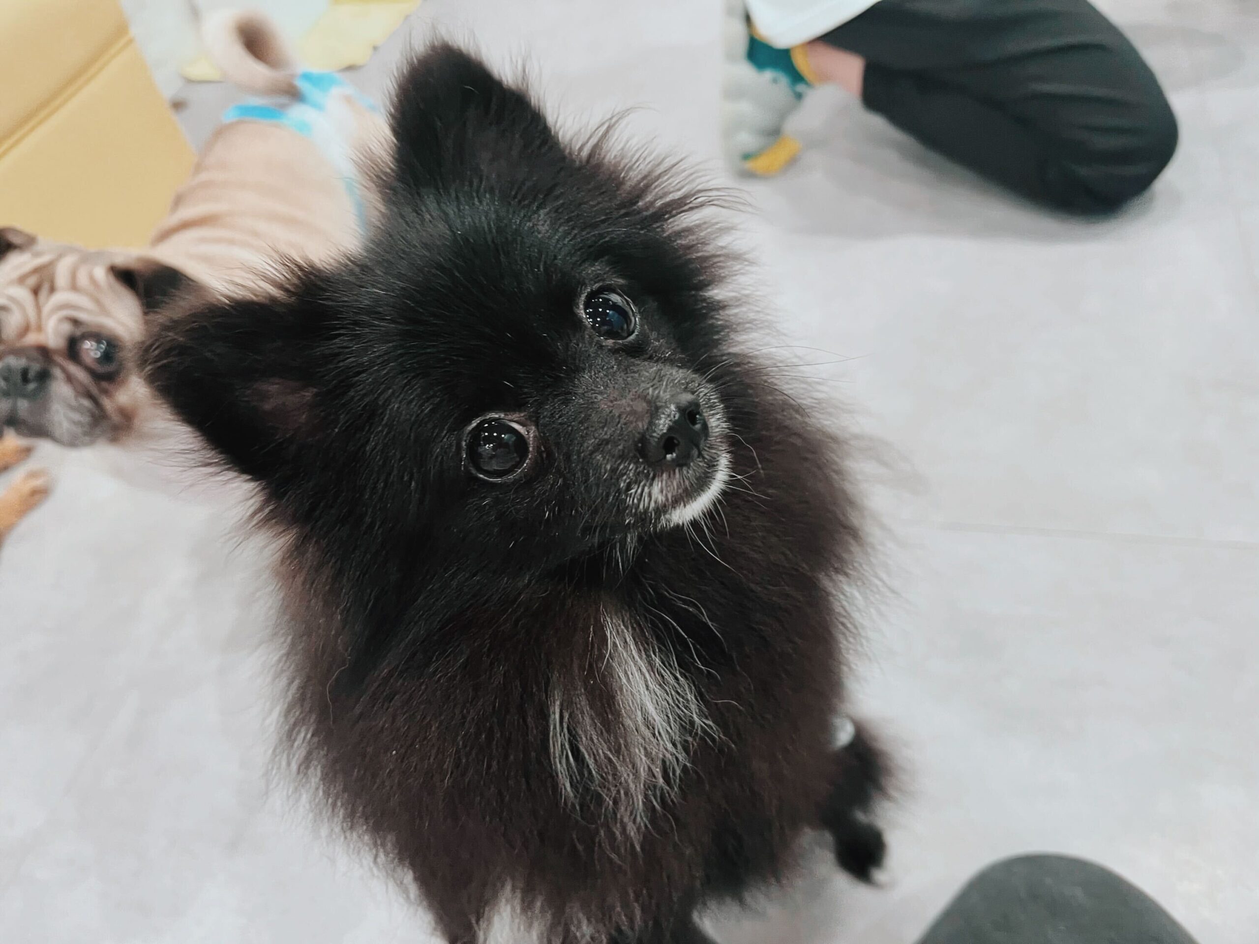 バターカップの画像1