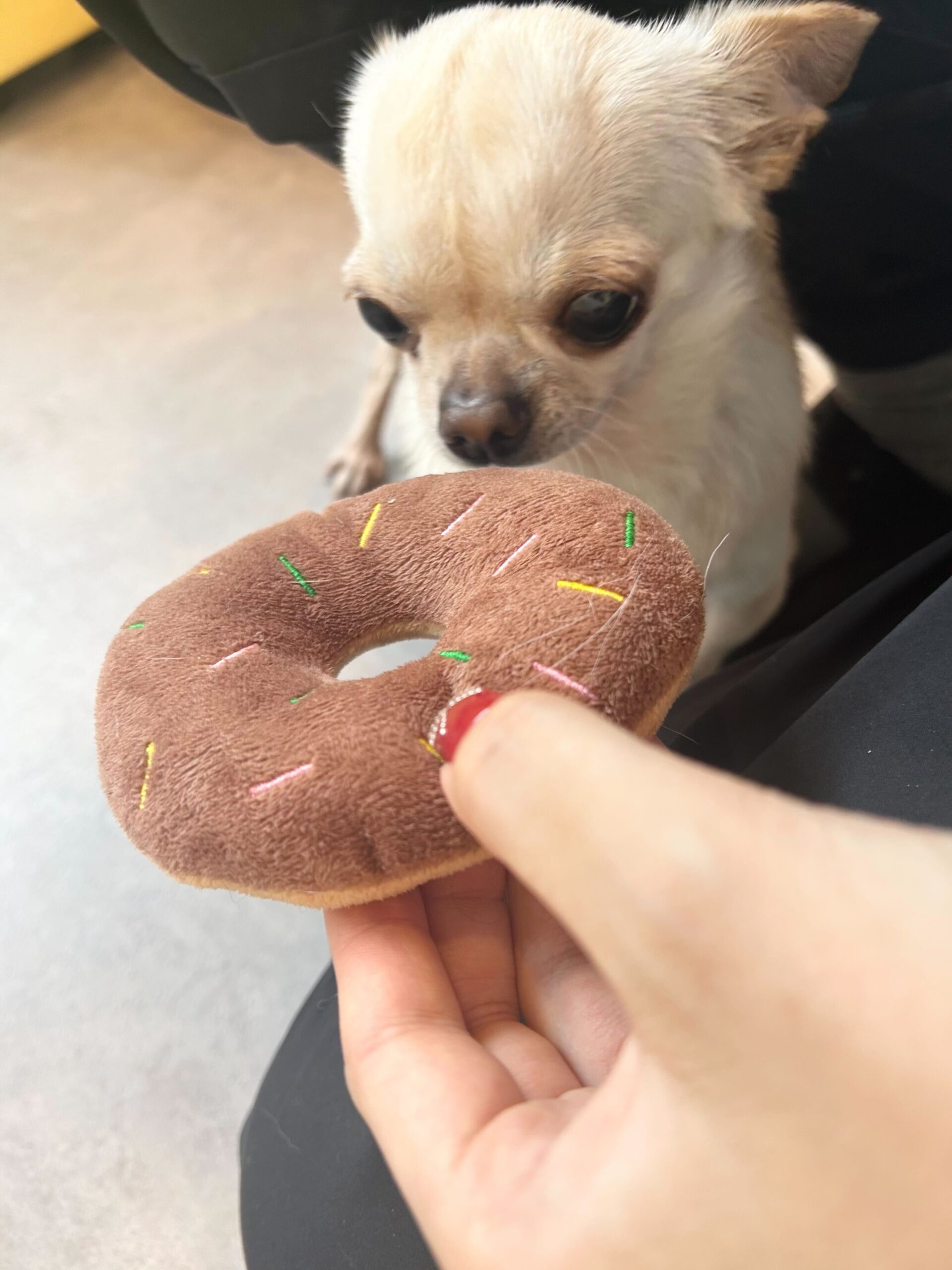 クーヘンの画像3