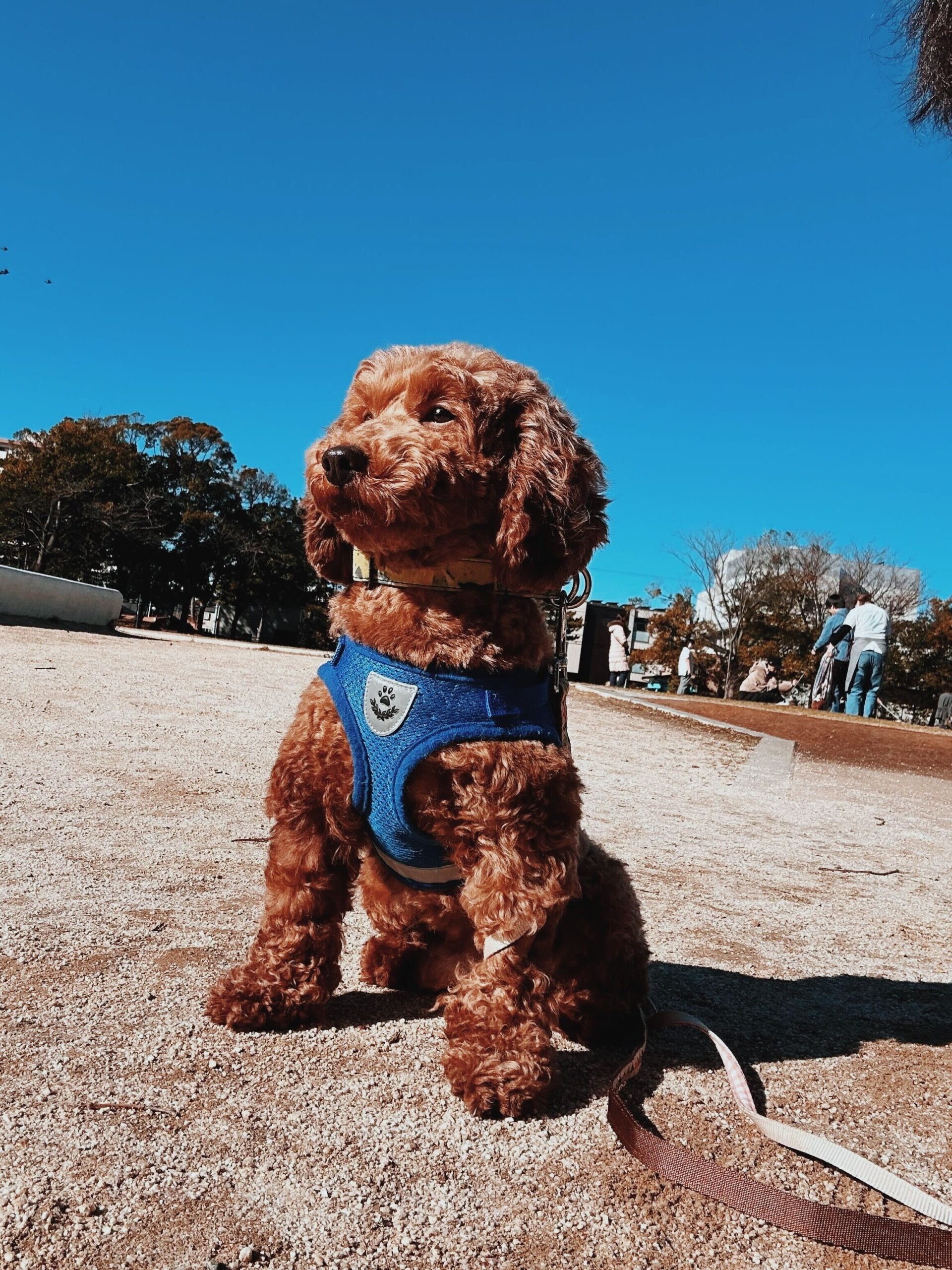 サンディーの画像2