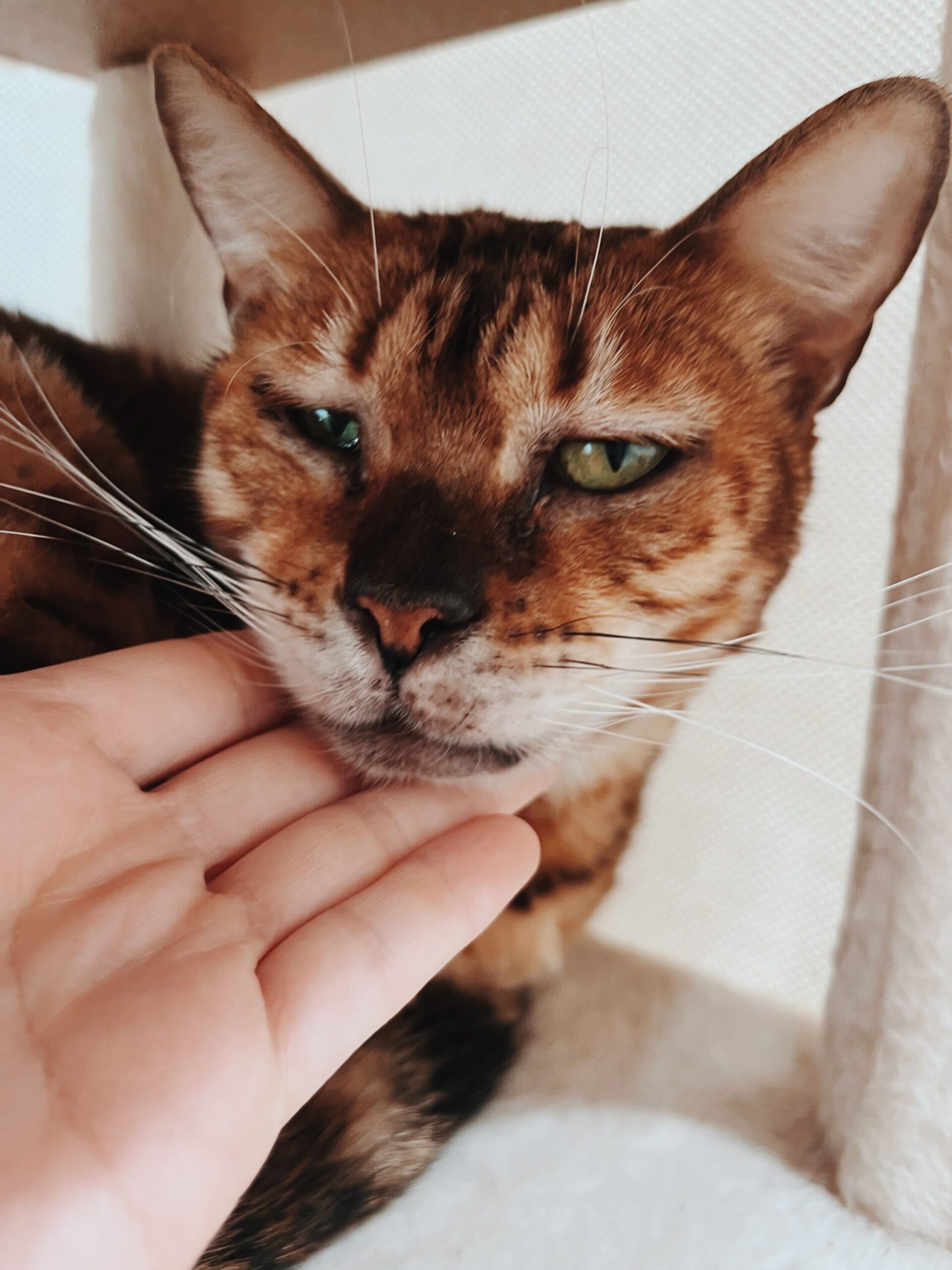 ミルキーの画像1