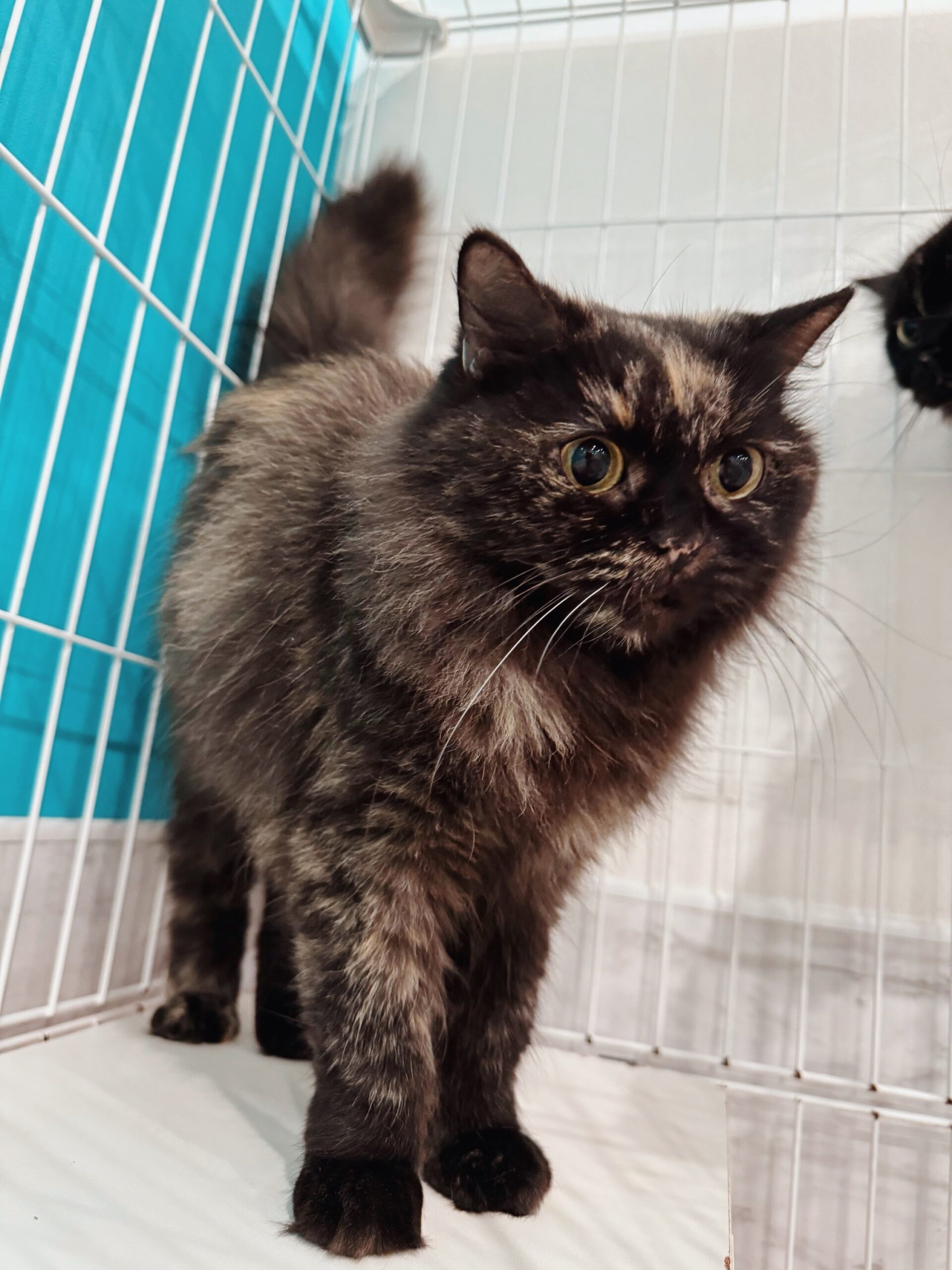 ナノックスの画像2