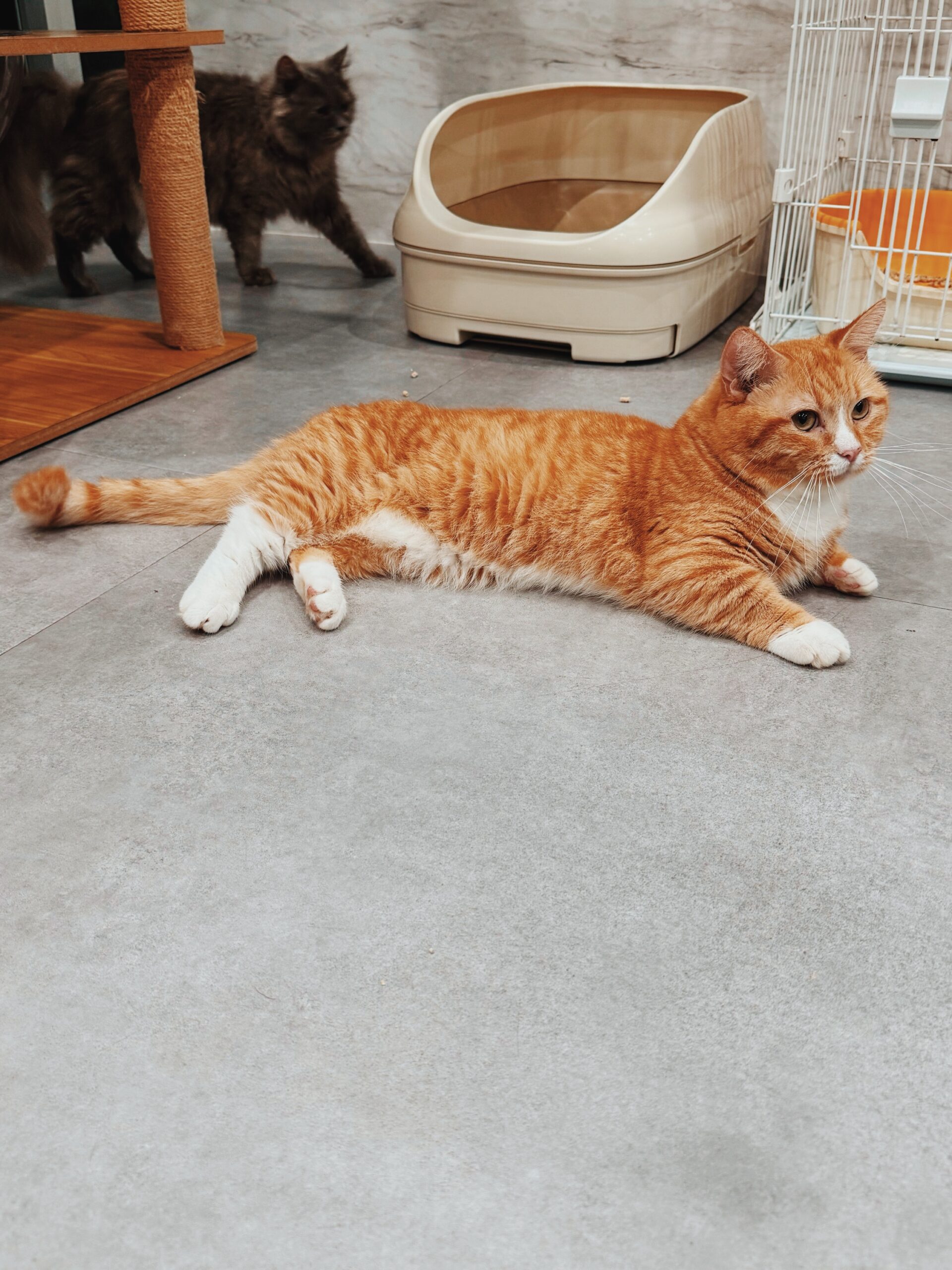 ボールドの画像2