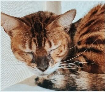 ミルキーの画像3