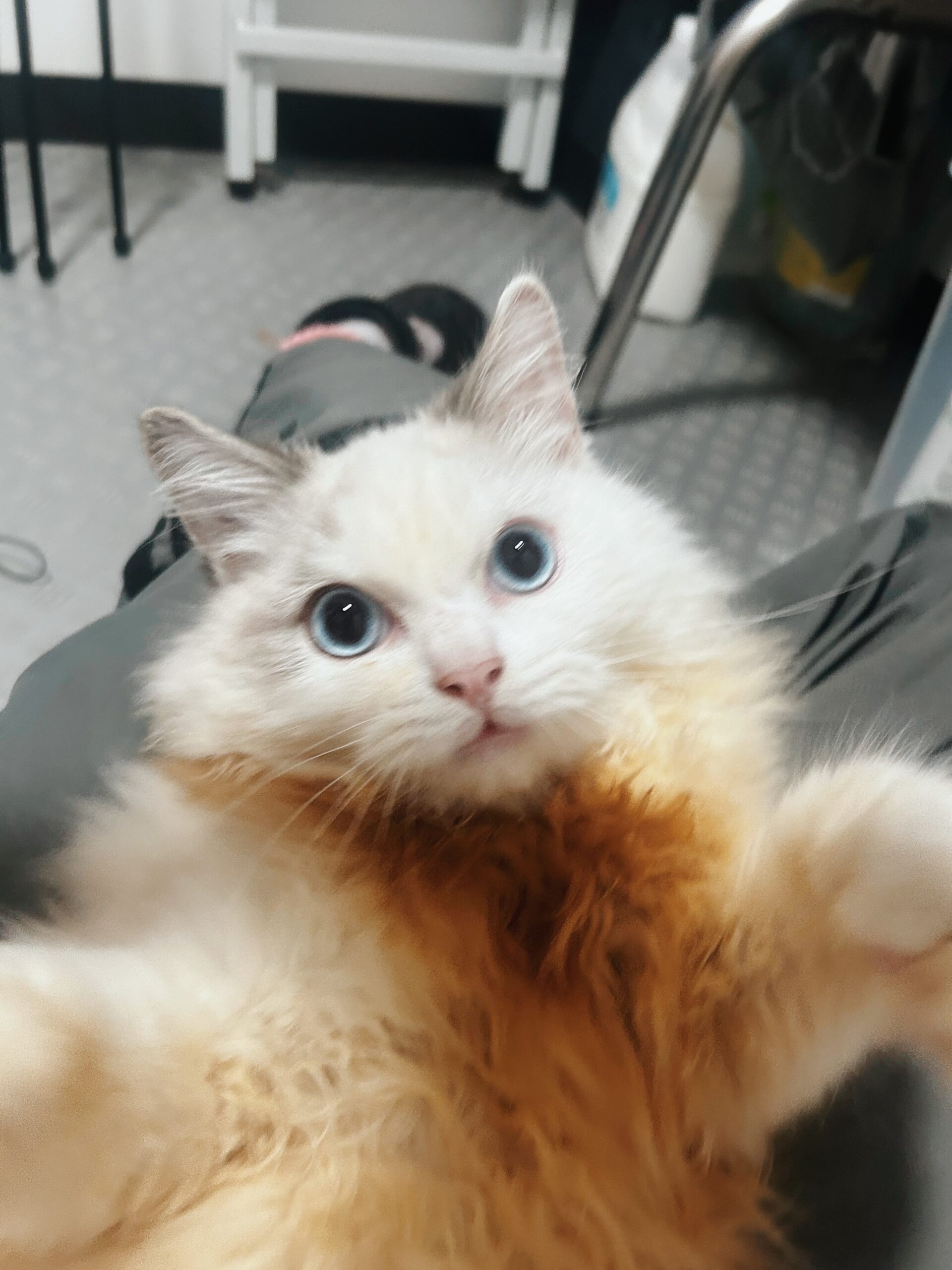 グランディの画像1