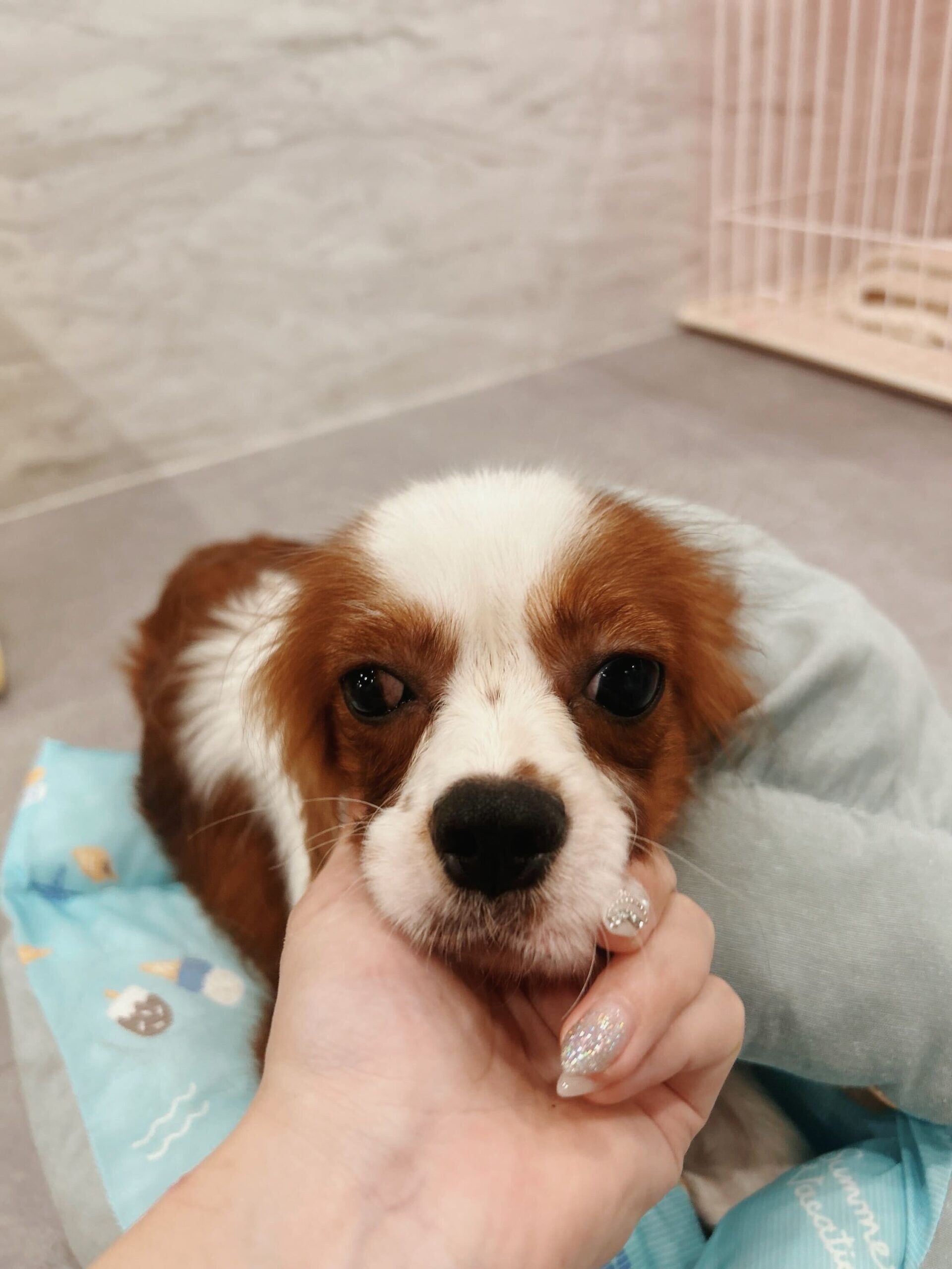 ブルーノの画像2