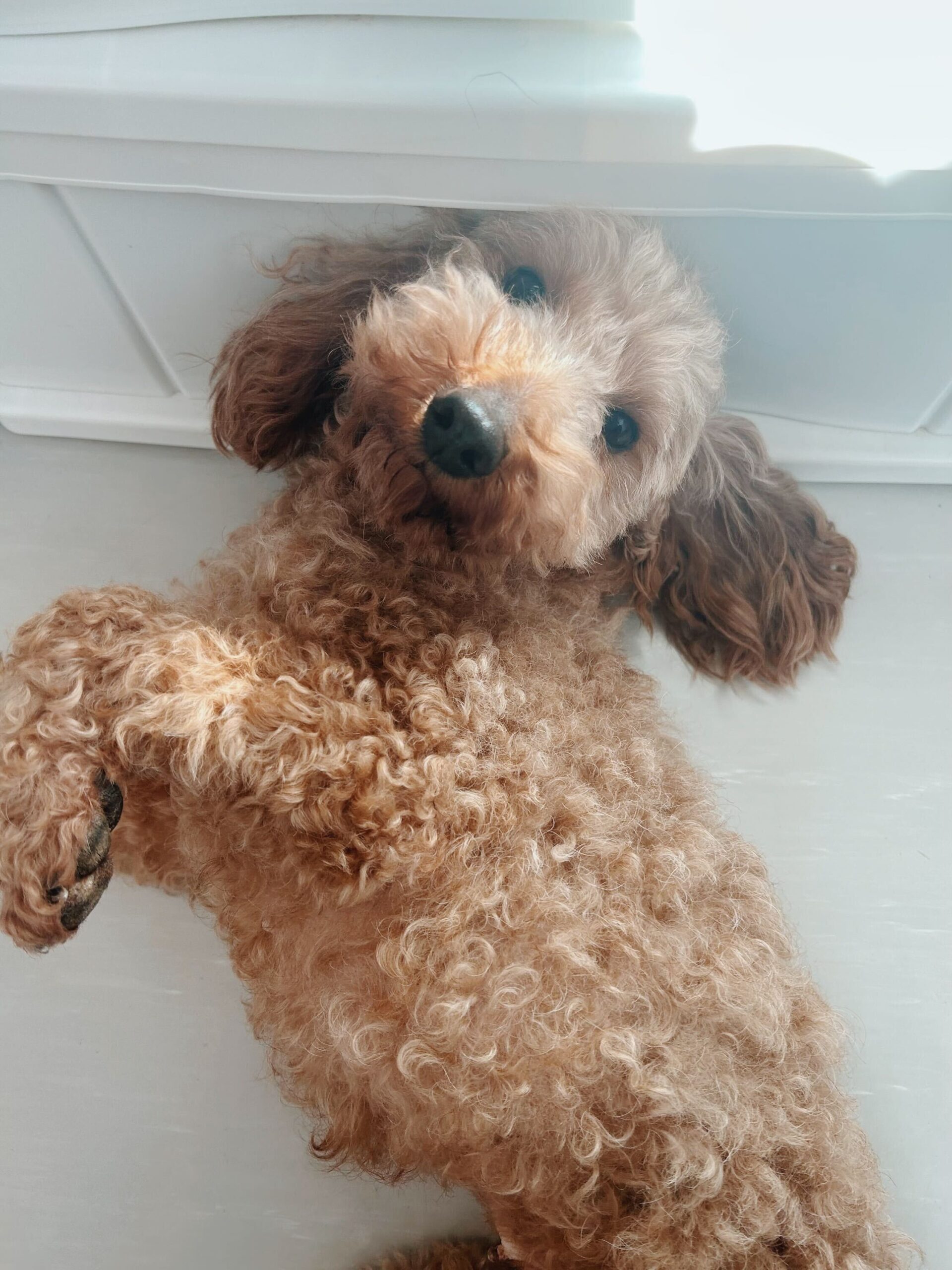 オットーの画像2