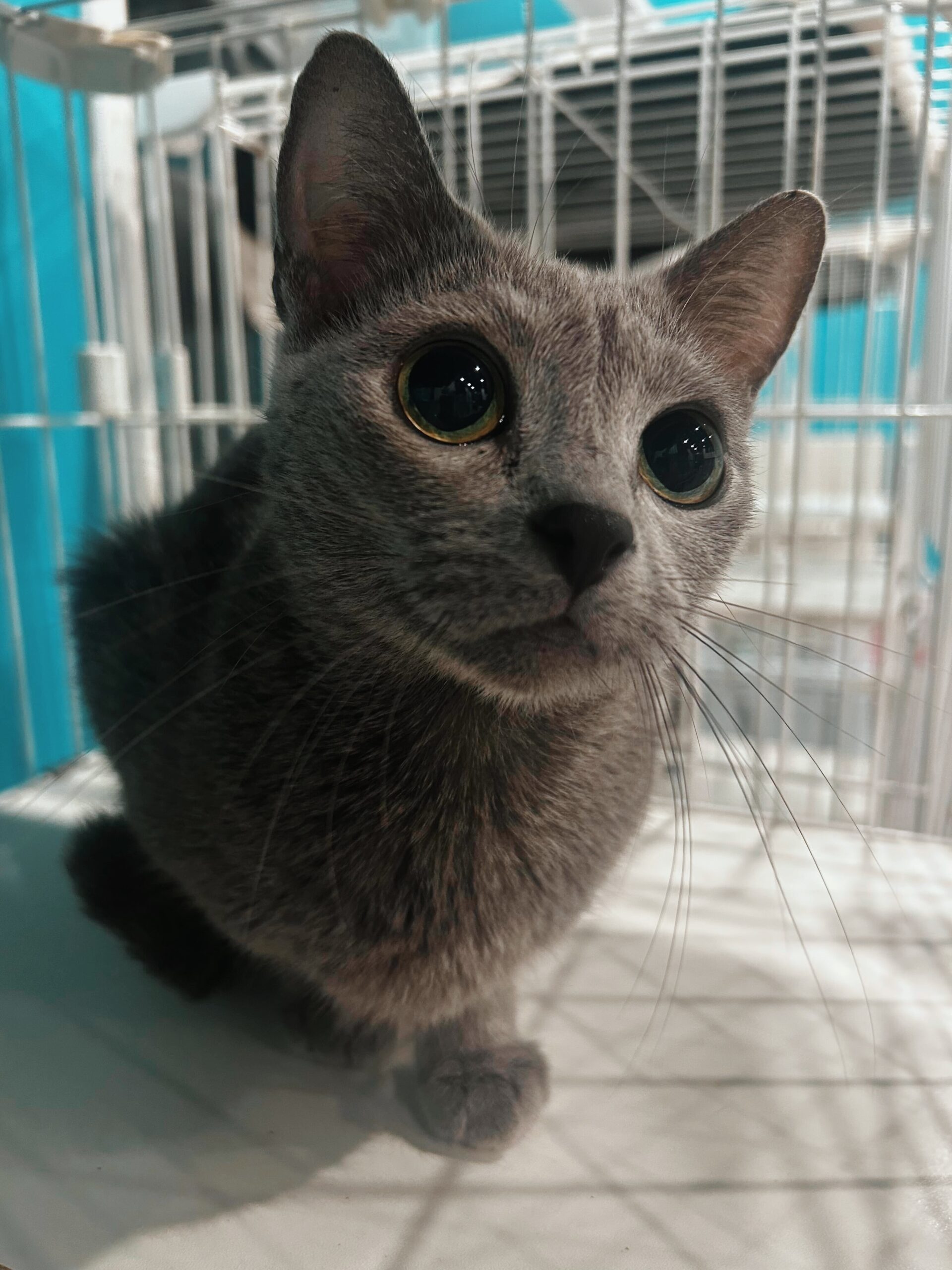 アンブルーの画像1