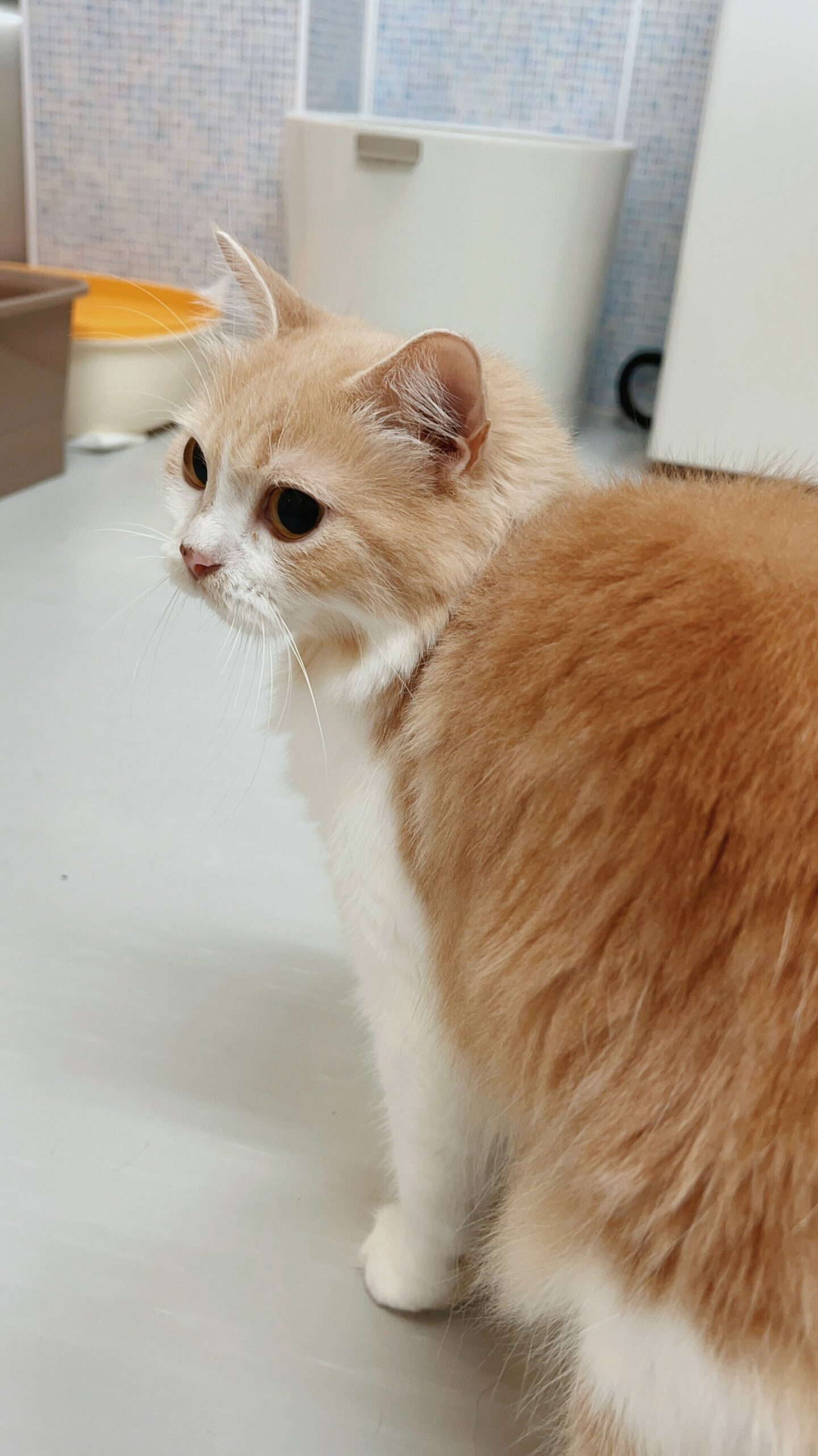 リンメルの画像2