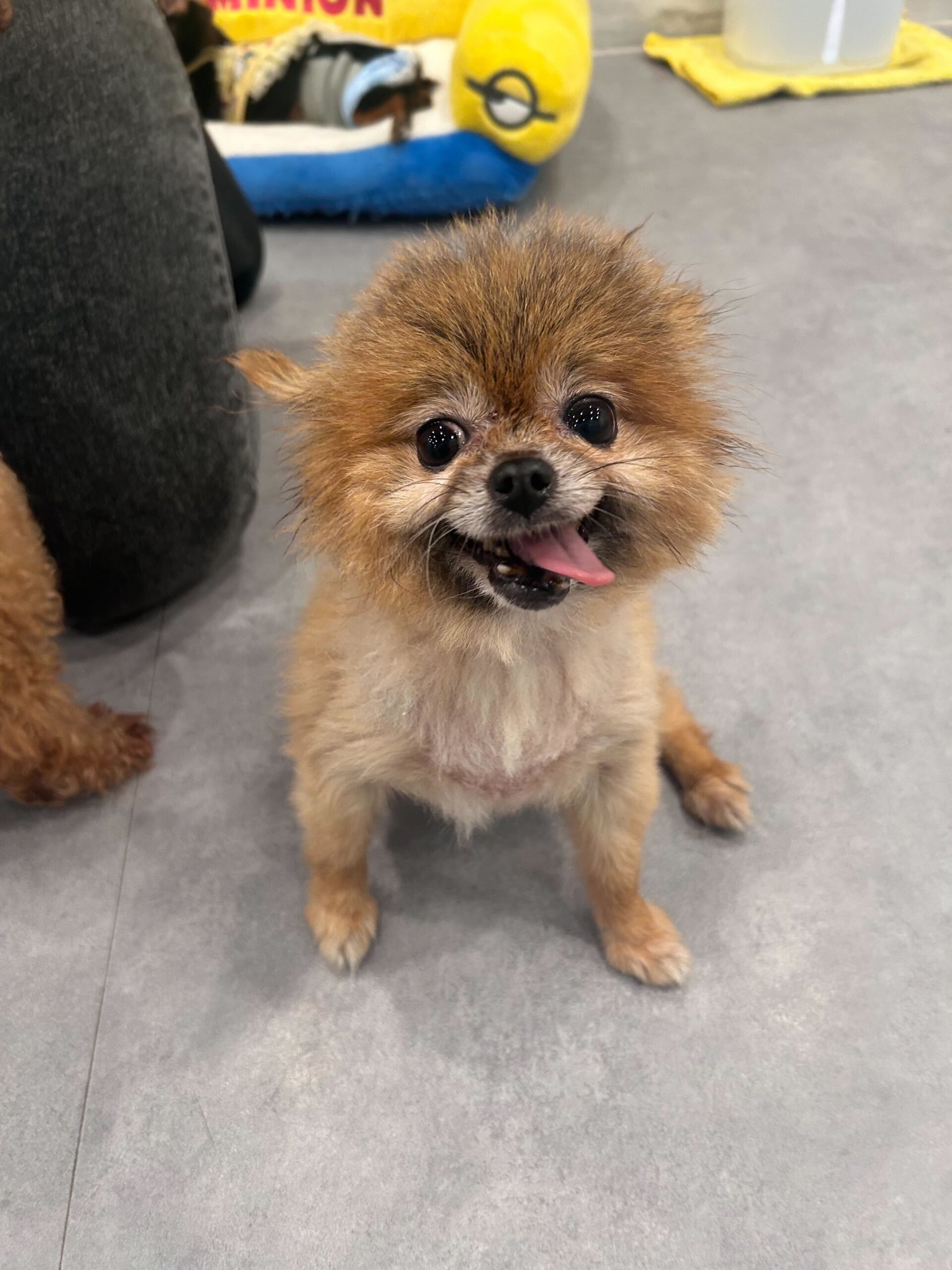 コペックの画像2