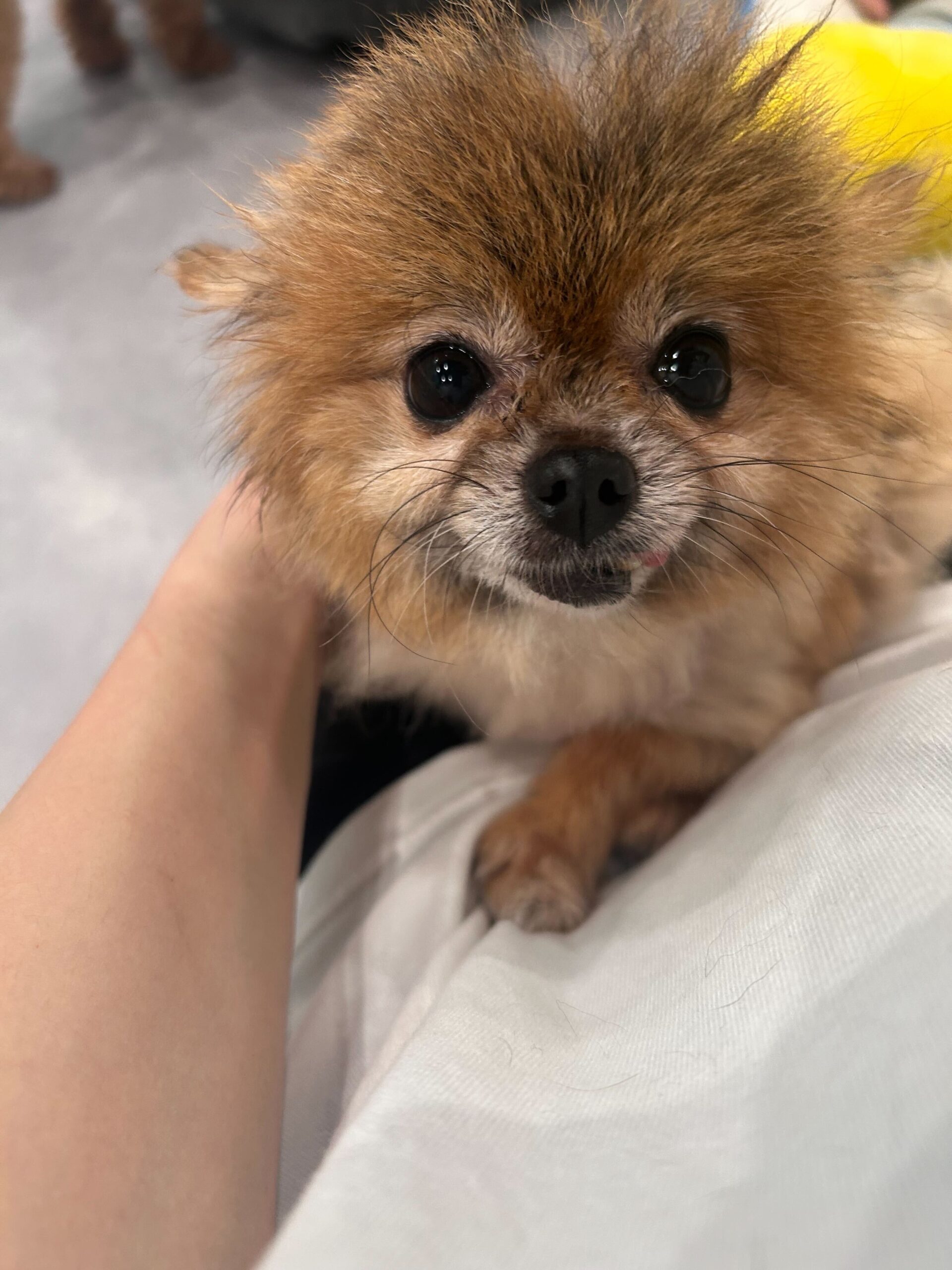 コペックの画像3