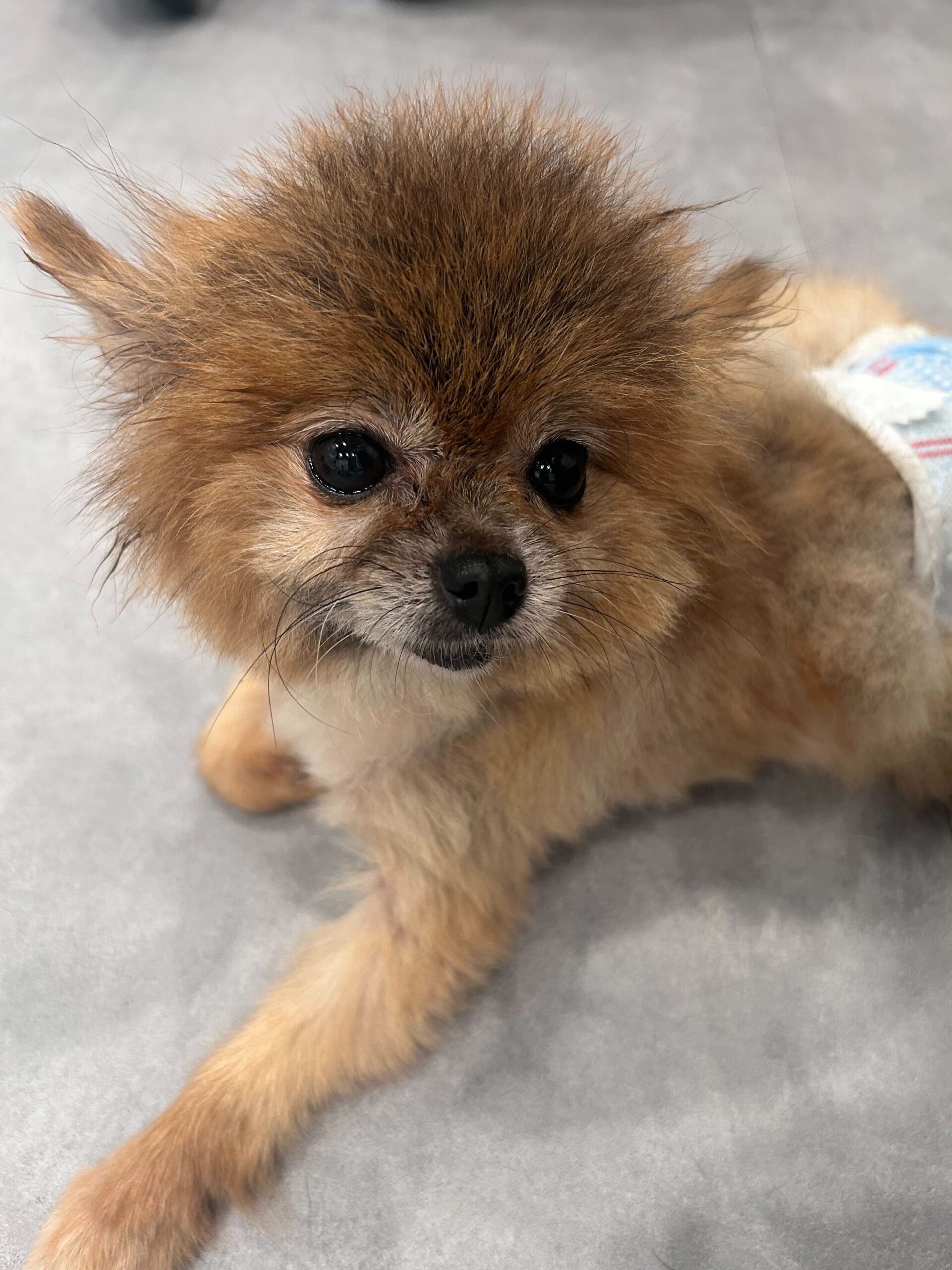 コペックの画像1