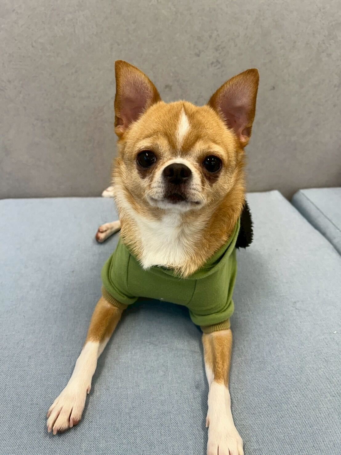 チョレギの画像2