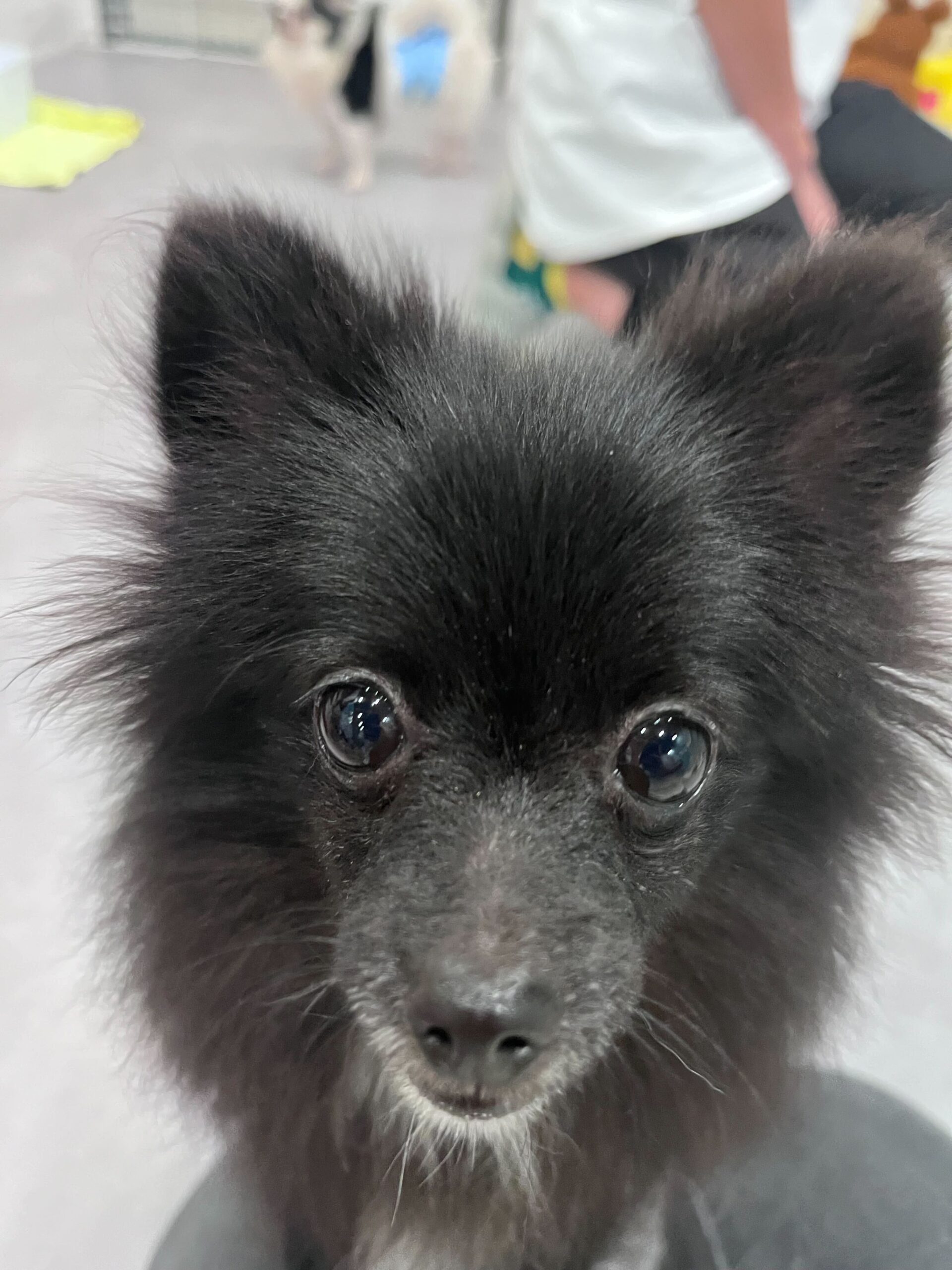 バターカップの画像3