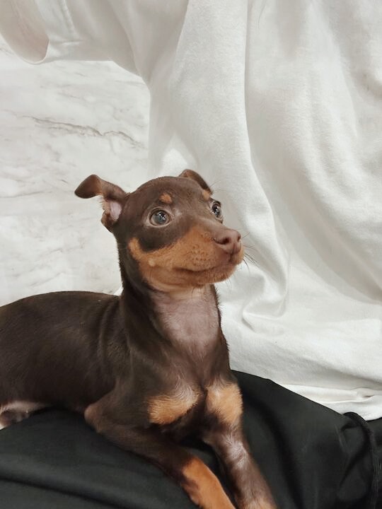 おじゃる丸の画像3