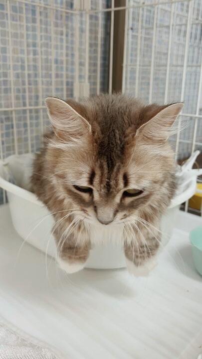 ロムアンドの画像1