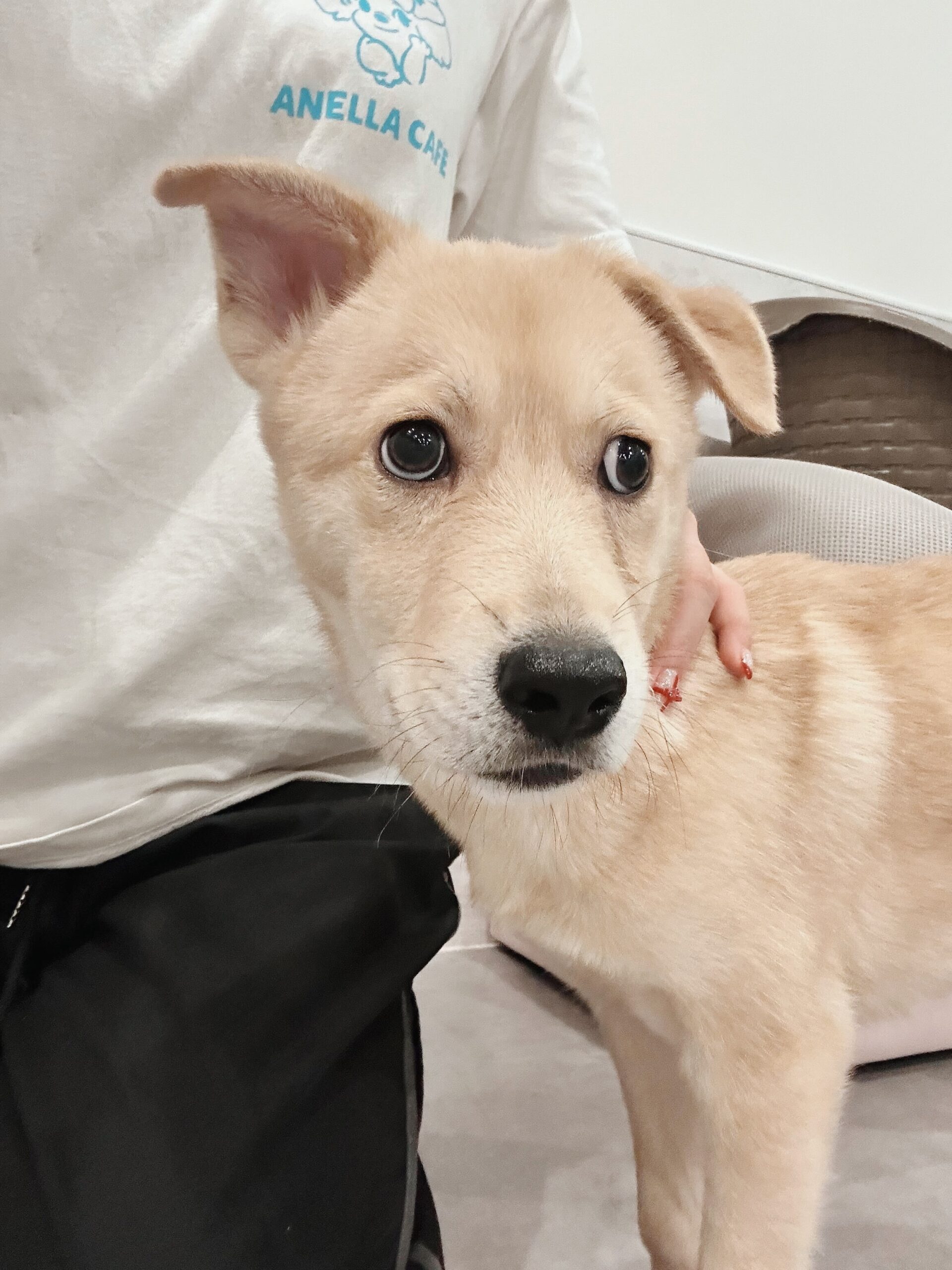 モプシーの画像3