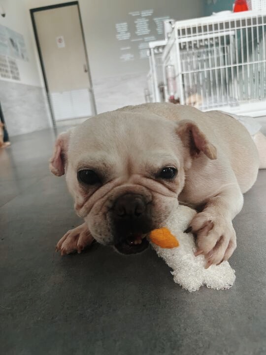 ペギタンの画像2