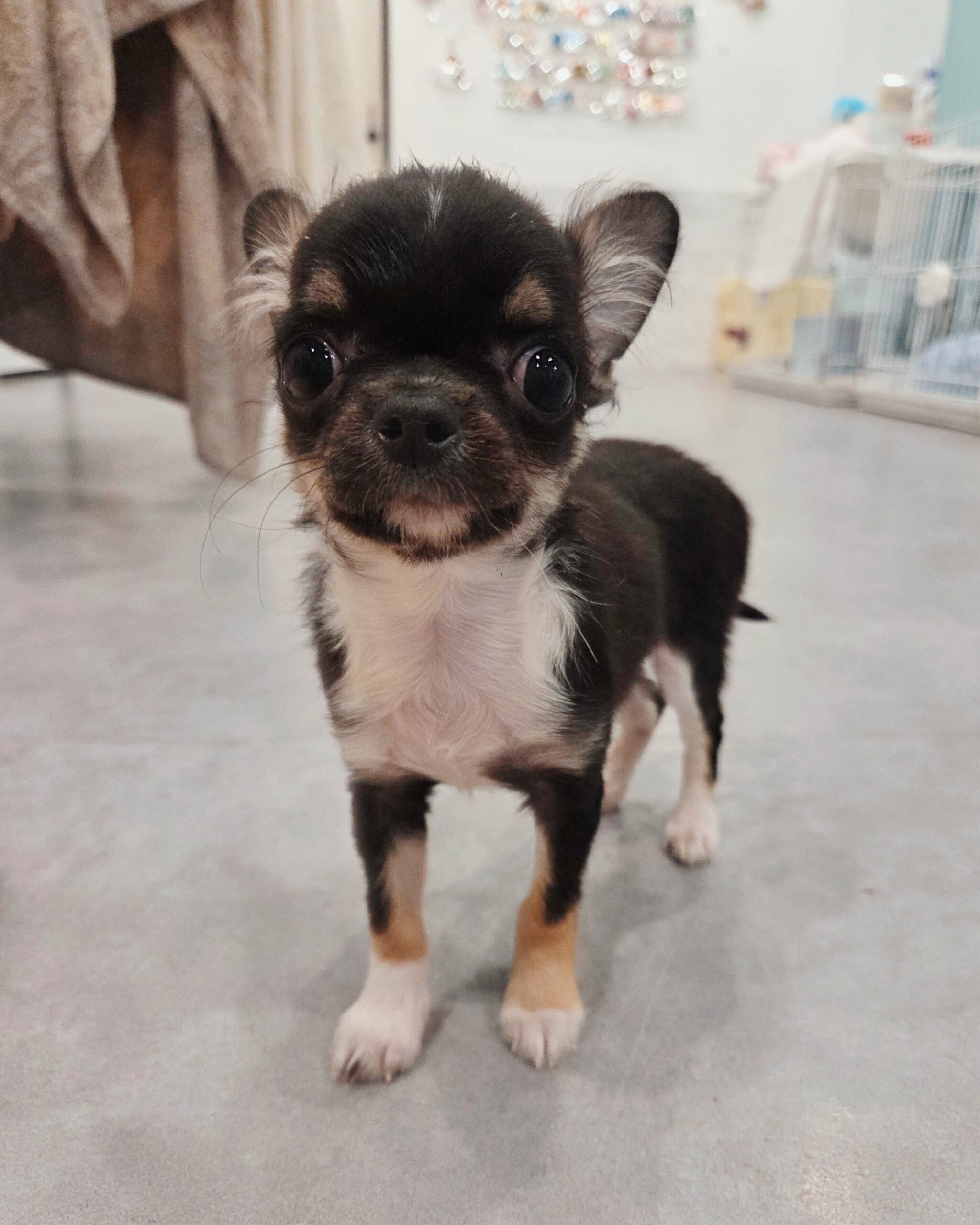 ケセラセラの画像1