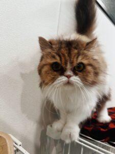 かぐらん
